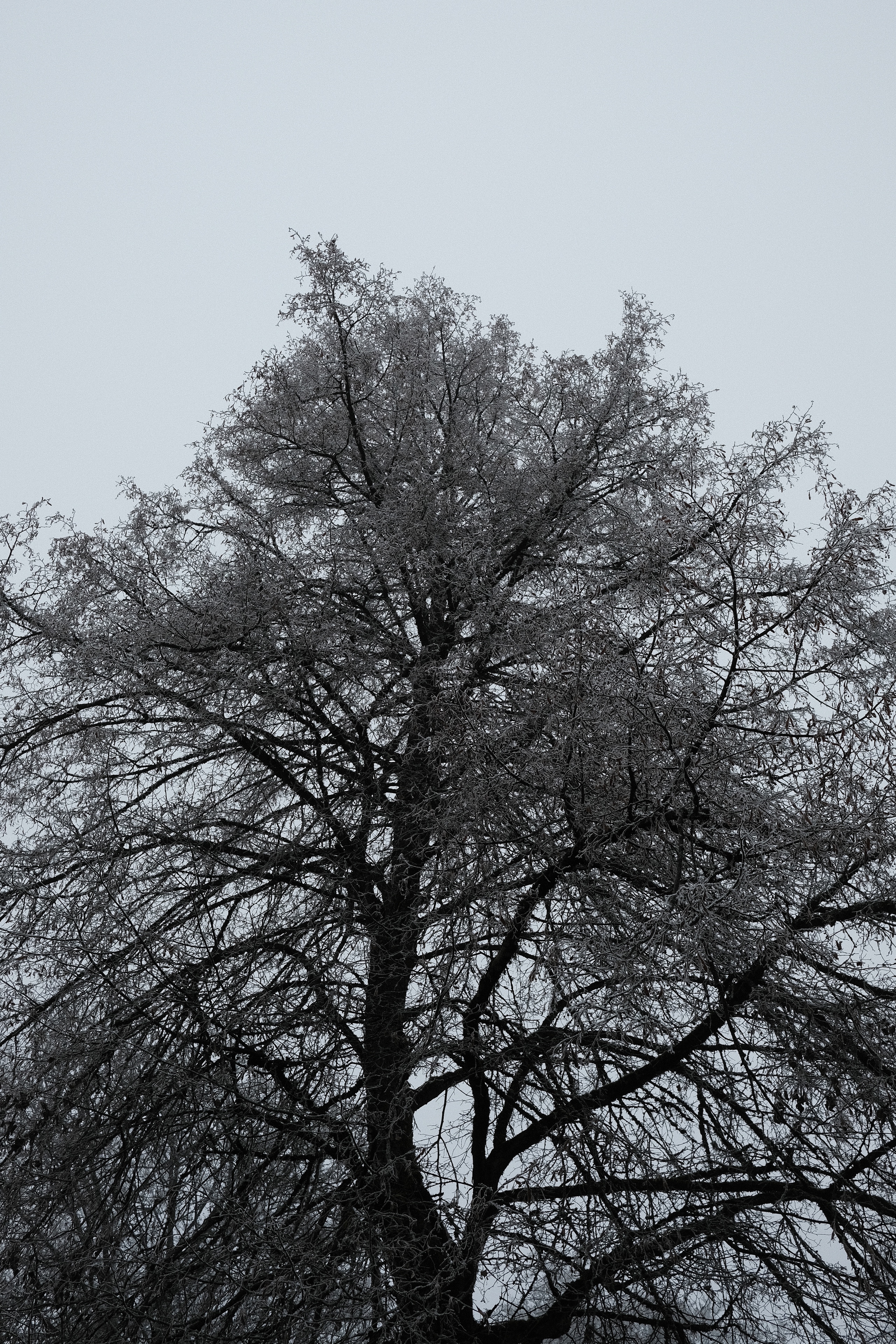 20161231 X Pro2 XF23mm F2 R WR 20161231 X Pro2 XF23mm F2 R WR DSCF2114 12518 00003
