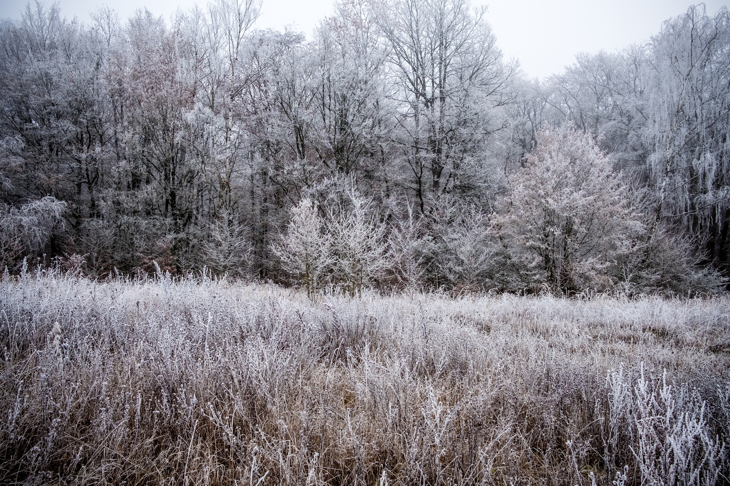 20161231 X Pro2 XF23mm F2 R WR 20161231 X Pro2 XF23mm F2 R WR DSCF2115 12521 00004