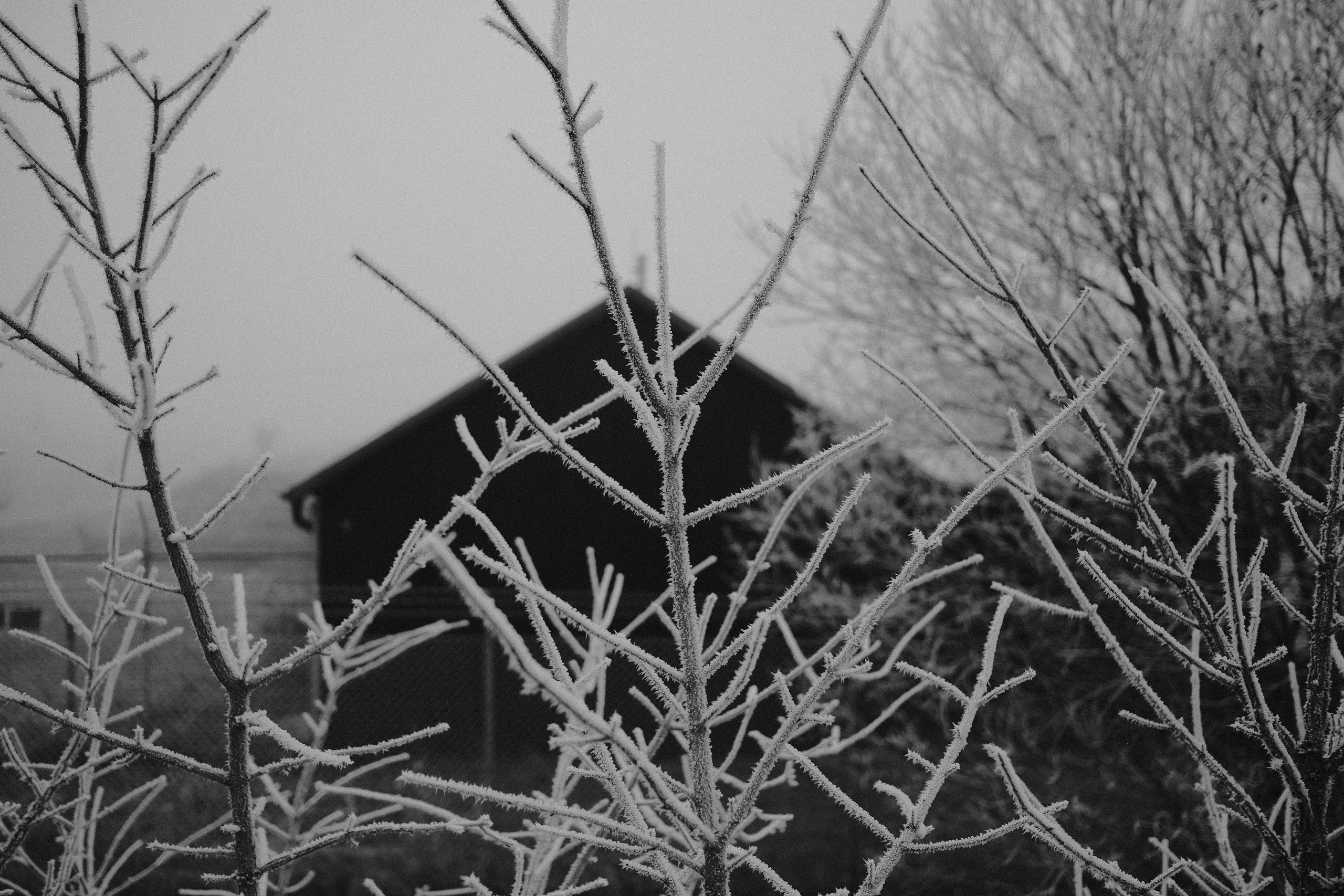 20161231 X Pro2 XF23mm F2 R WR 20161231 X Pro2 XF23mm F2 R WR DSCF2126 12542 00014