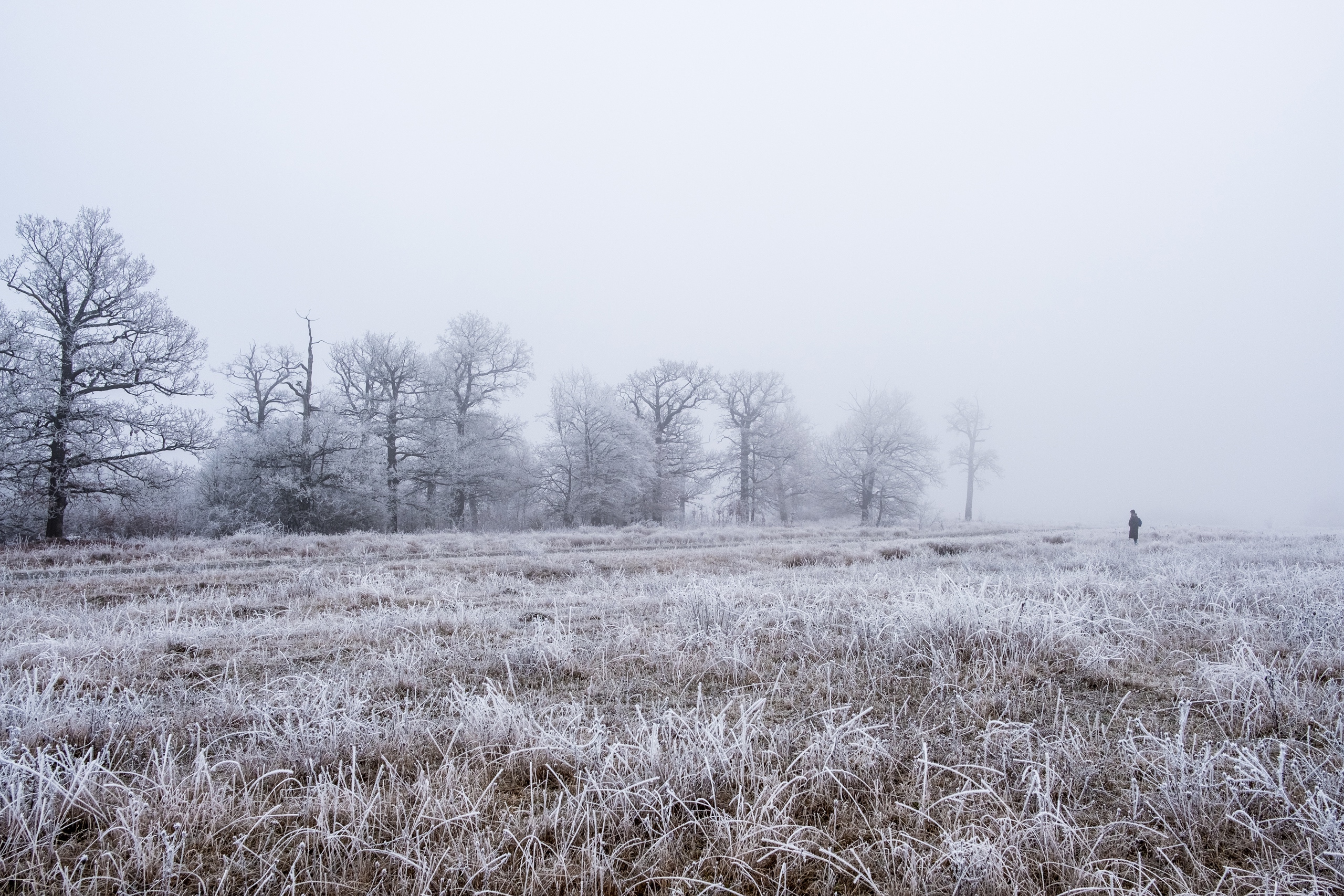 20161231 X Pro2 XF23mm F2 R WR 20161231 X Pro2 XF23mm F2 R WR DSCF2159 12608 00047