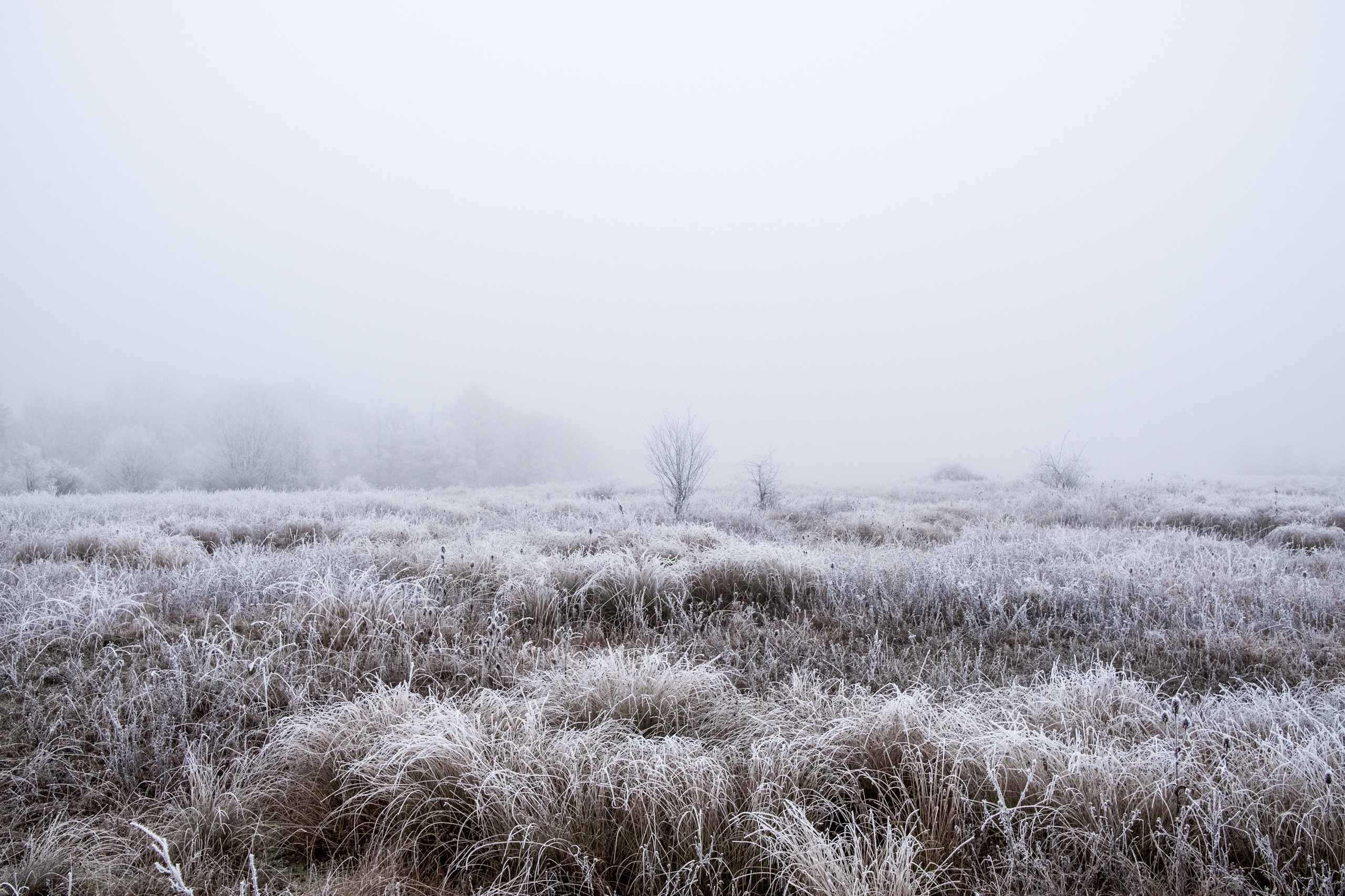 20161231 X Pro2 XF23mm F2 R WR 20161231 X Pro2 XF23mm F2 R WR DSCF2165 12620 00054
