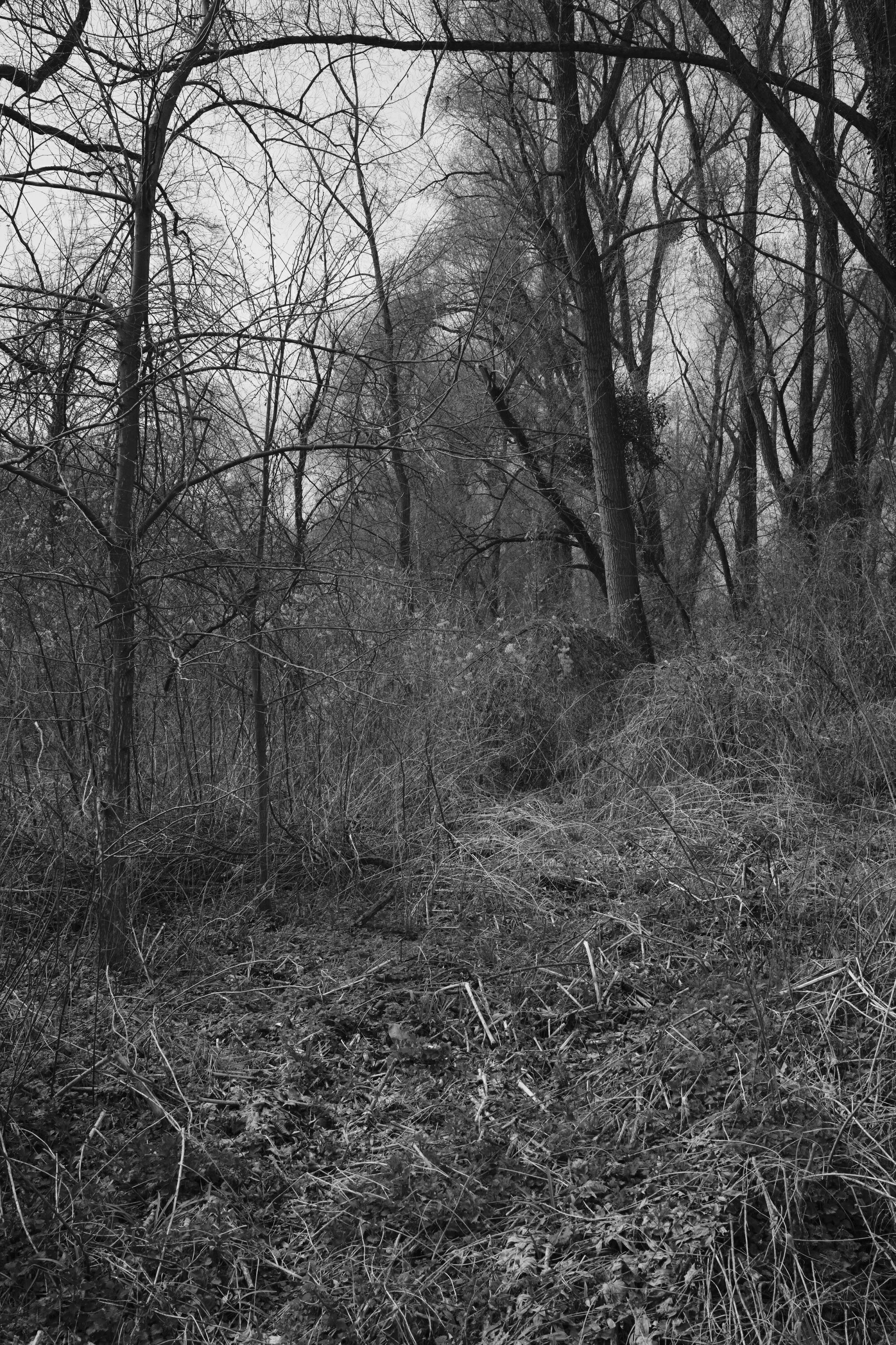 FUJIFILM X100 VI DSCF0815