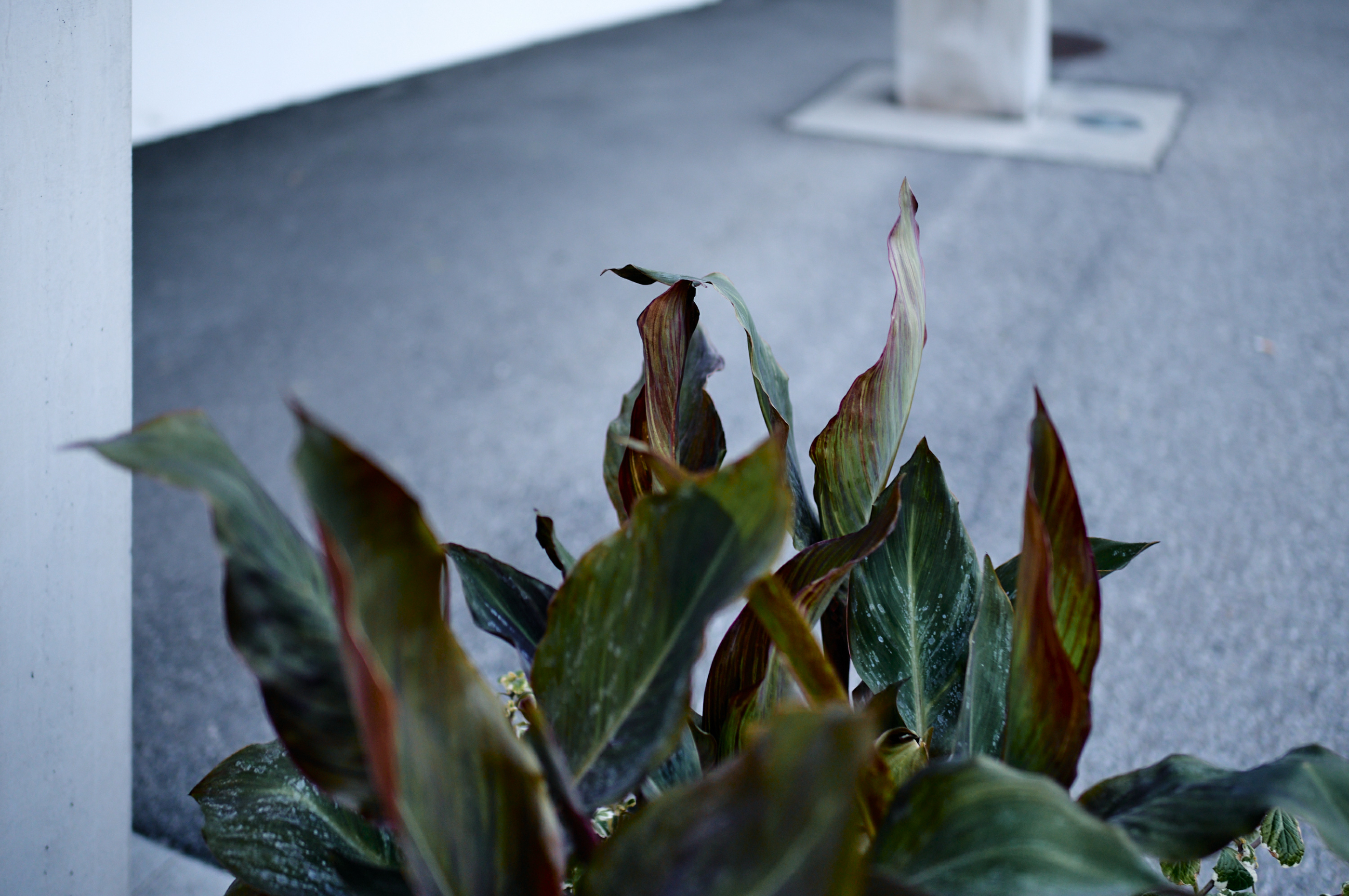 Leica Camera AG LEICA M11 P L1000010