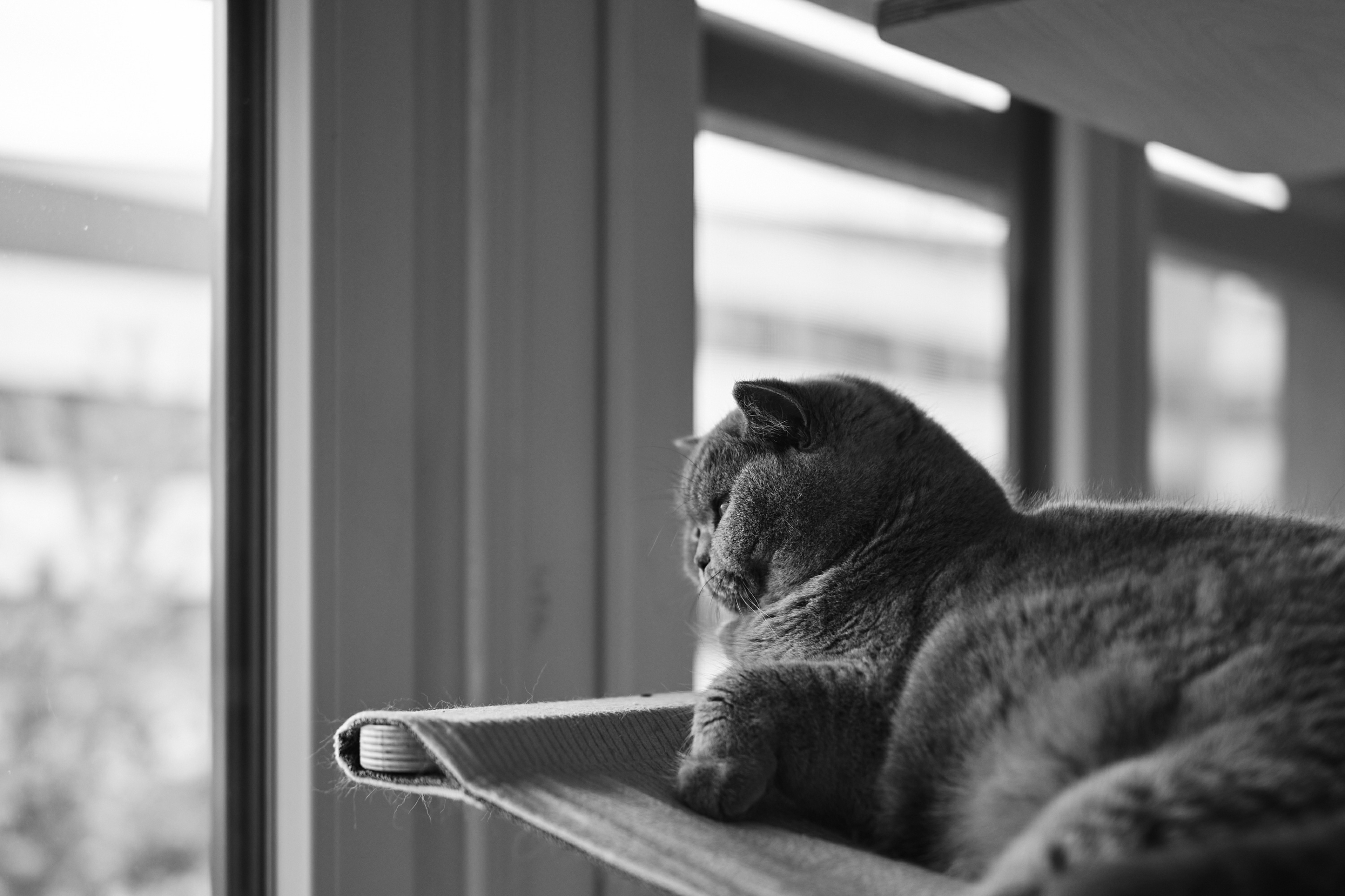 Leica Camera AG LEICA M11 P L1000039