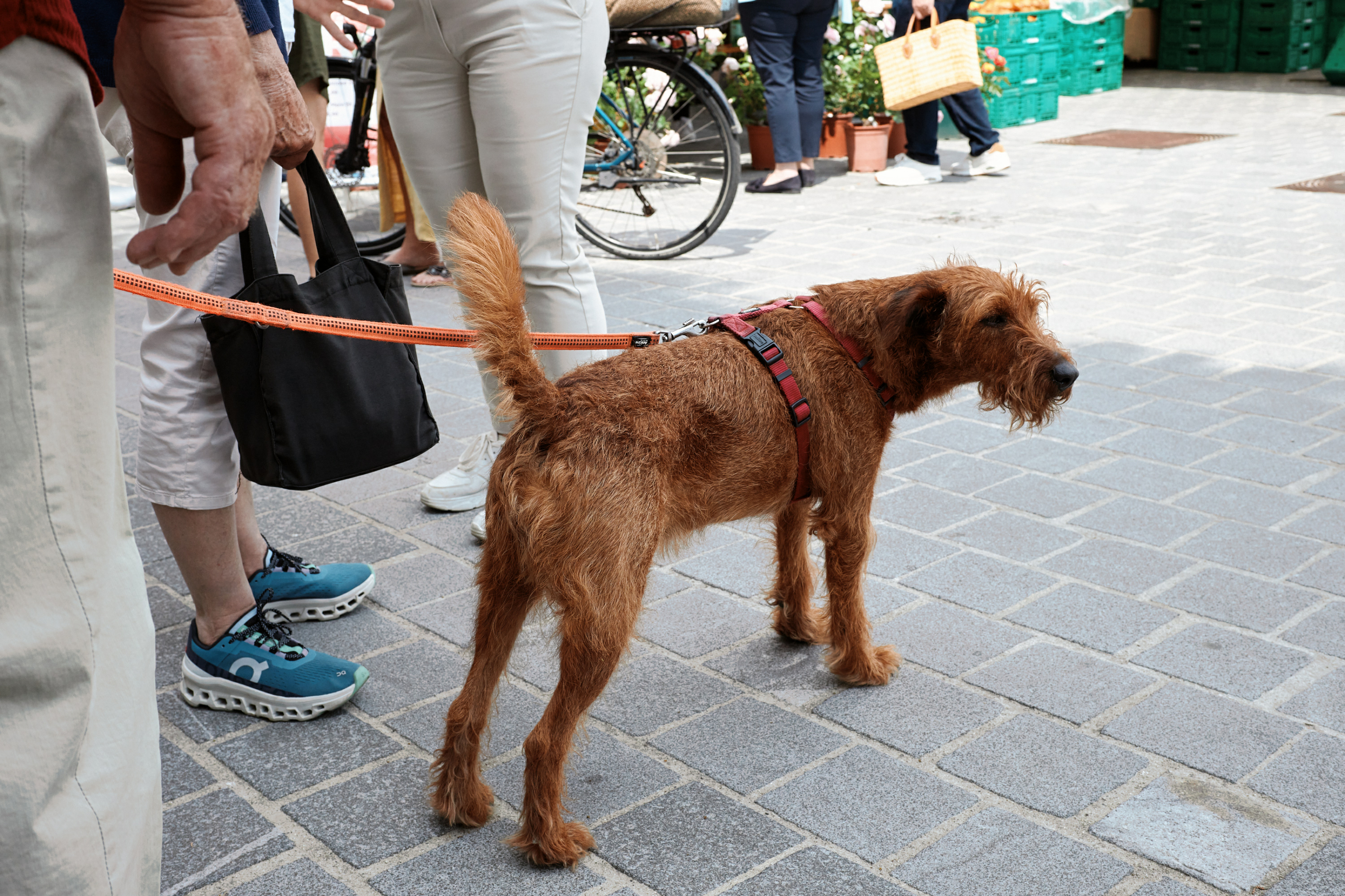 Leica Camera AG LEICA M11 P L1002443