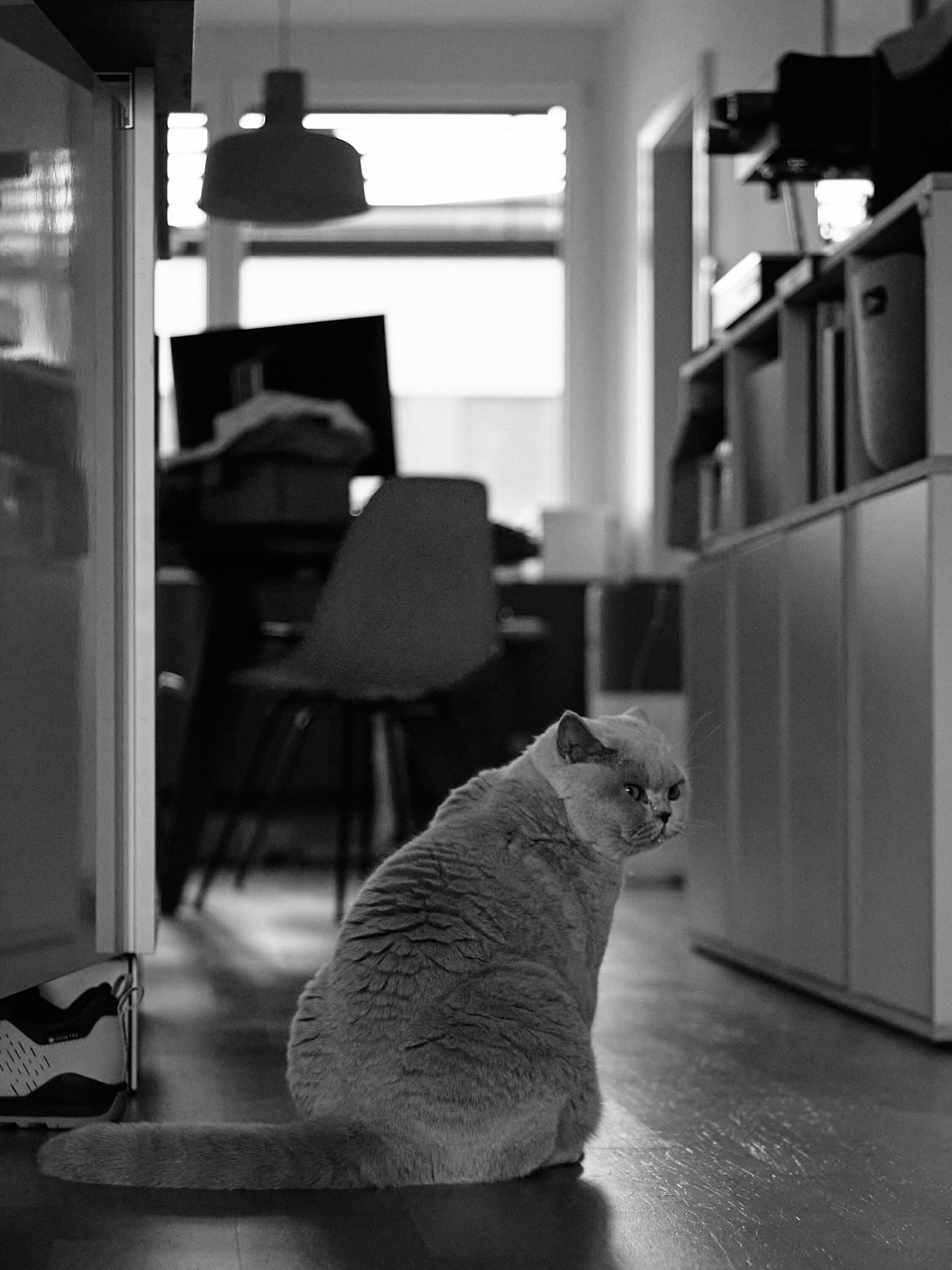 Leica Camera AG LEICA M11 P L1002459