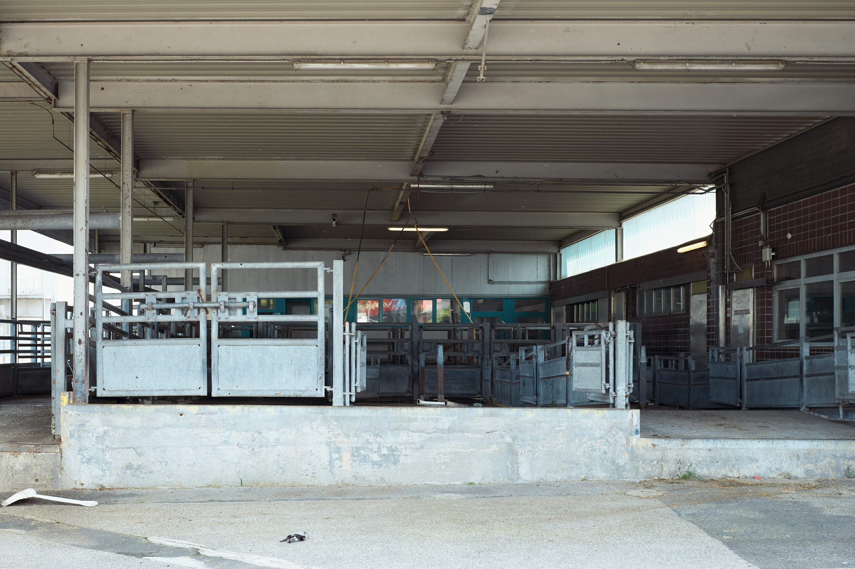 Leica Camera AG LEICA M11 P L1002494