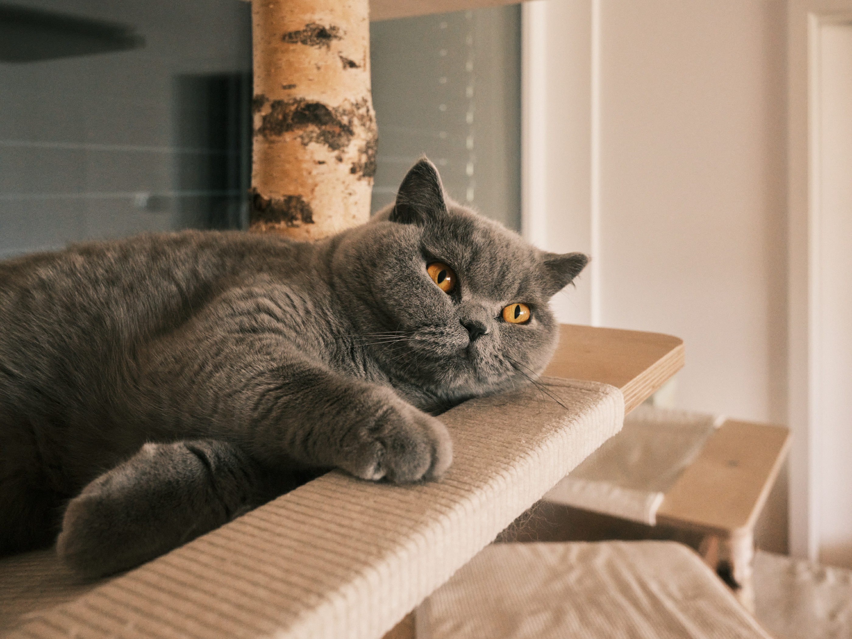 FUJIFILM GFX100 RF DSCF2303