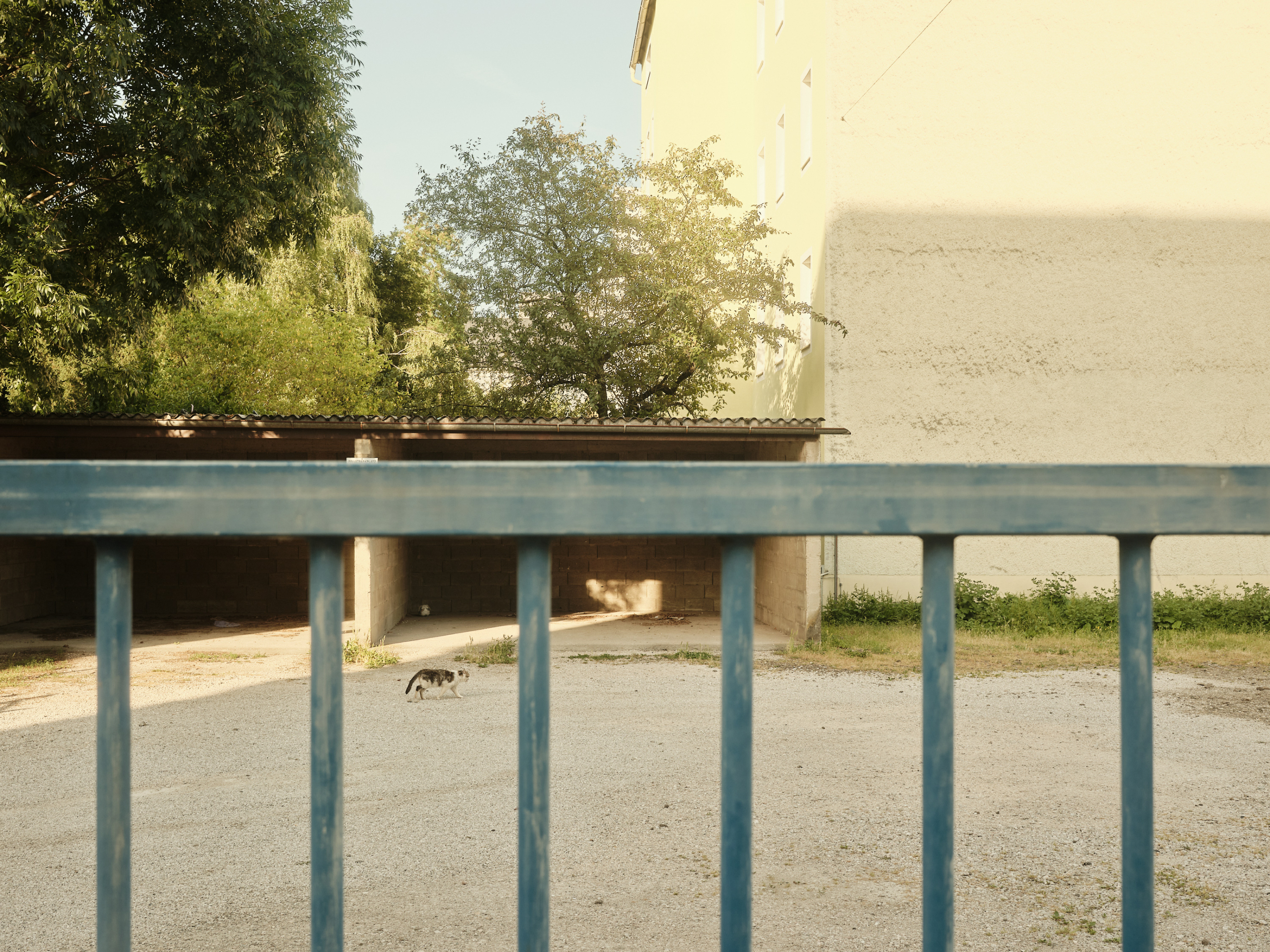 FUJIFILM GFX100 RF DSCF2334