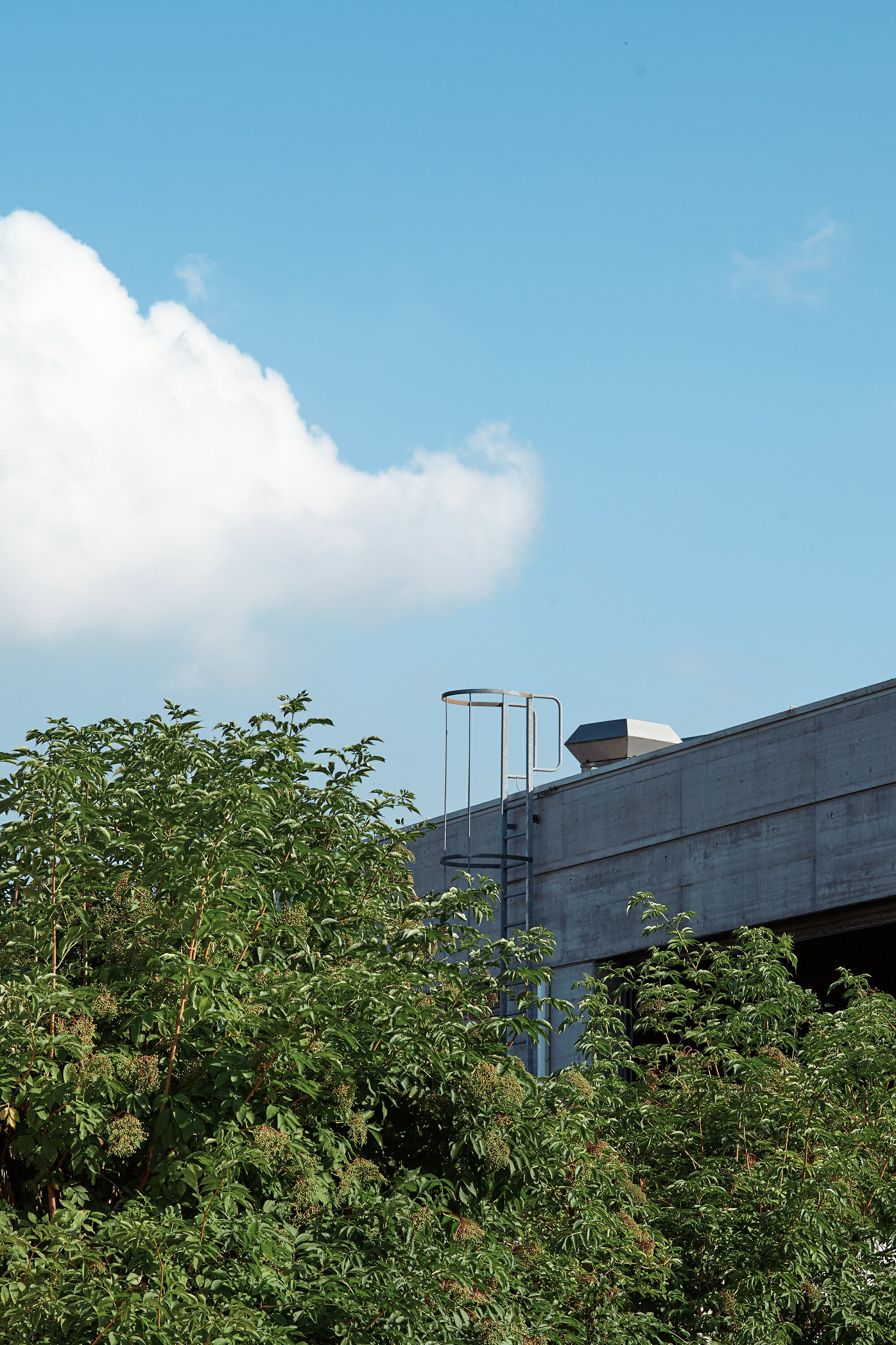 Leica Camera AG LEICA M11 P L1003169