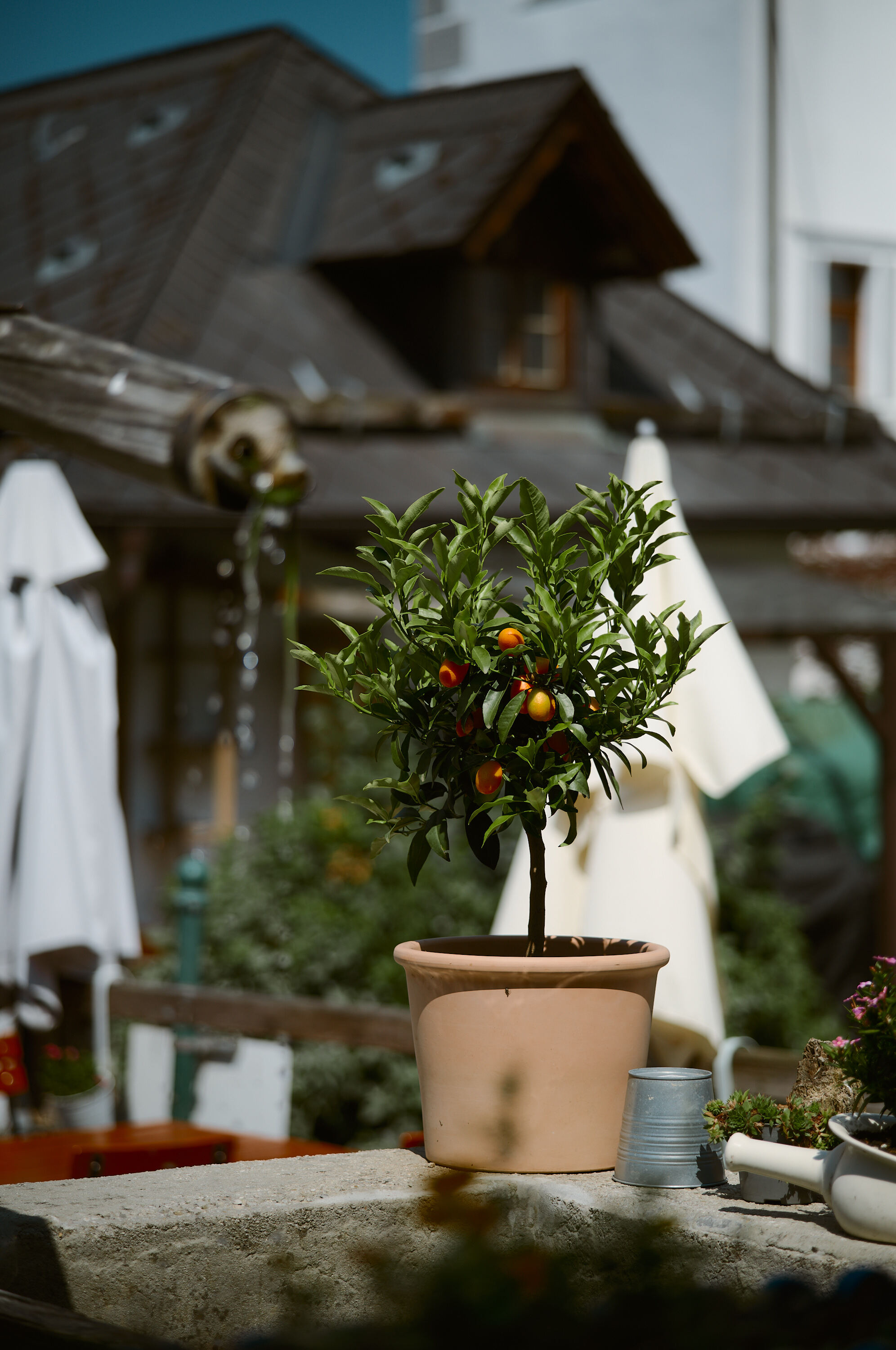 Leica Camera AG LEICA M11 P L1004185