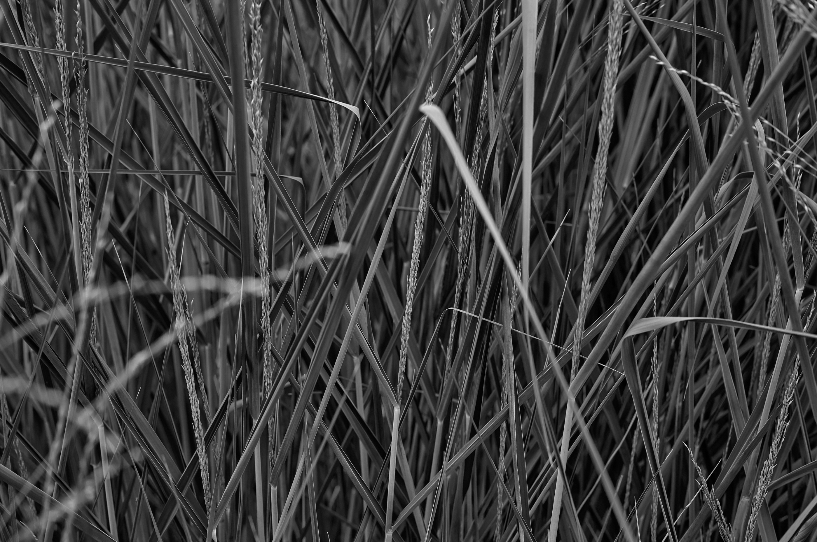 Leica Camera AG LEICA M11 D L1000638