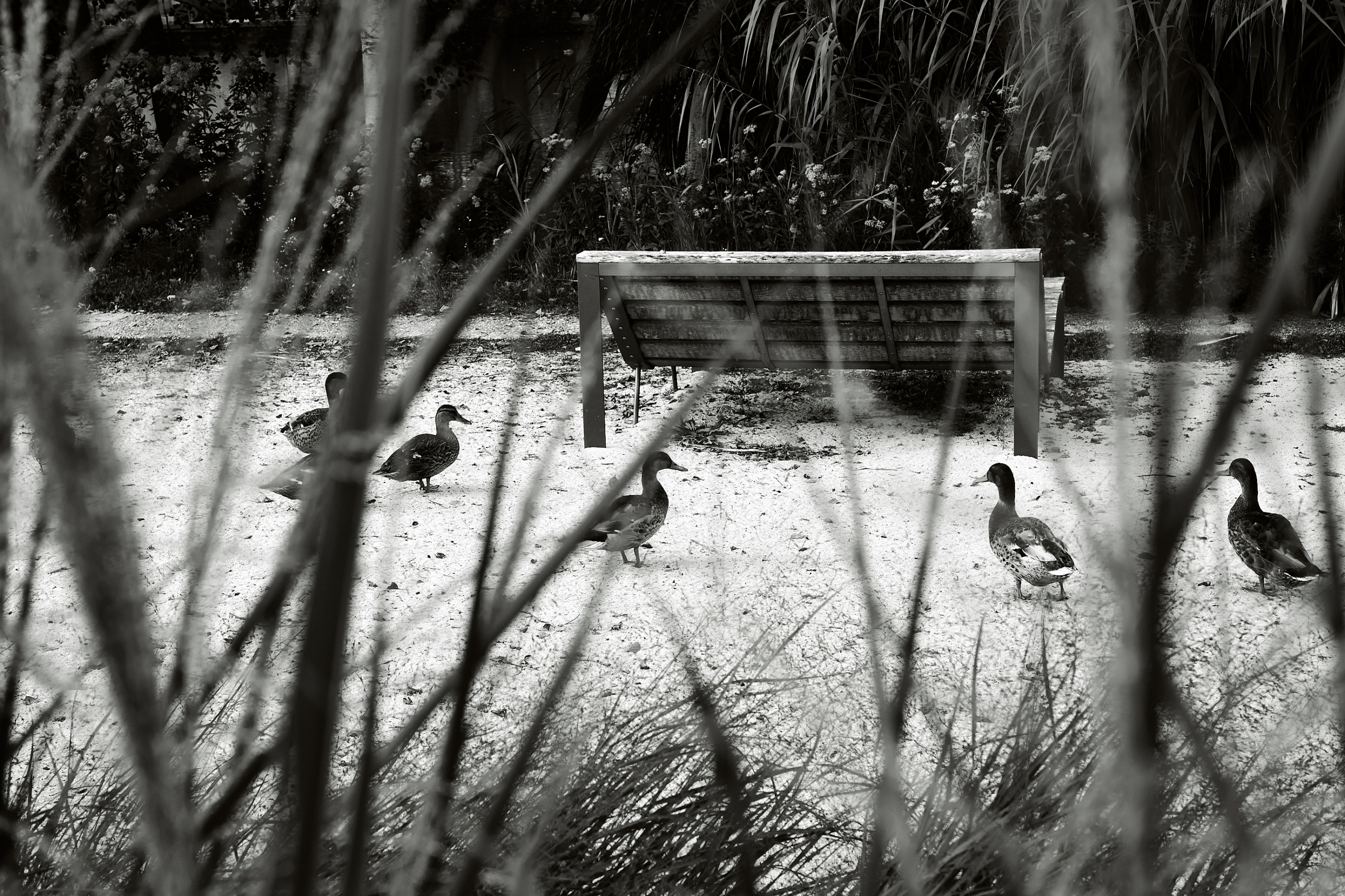 Leica Camera AG LEICA M11 D L1000639
