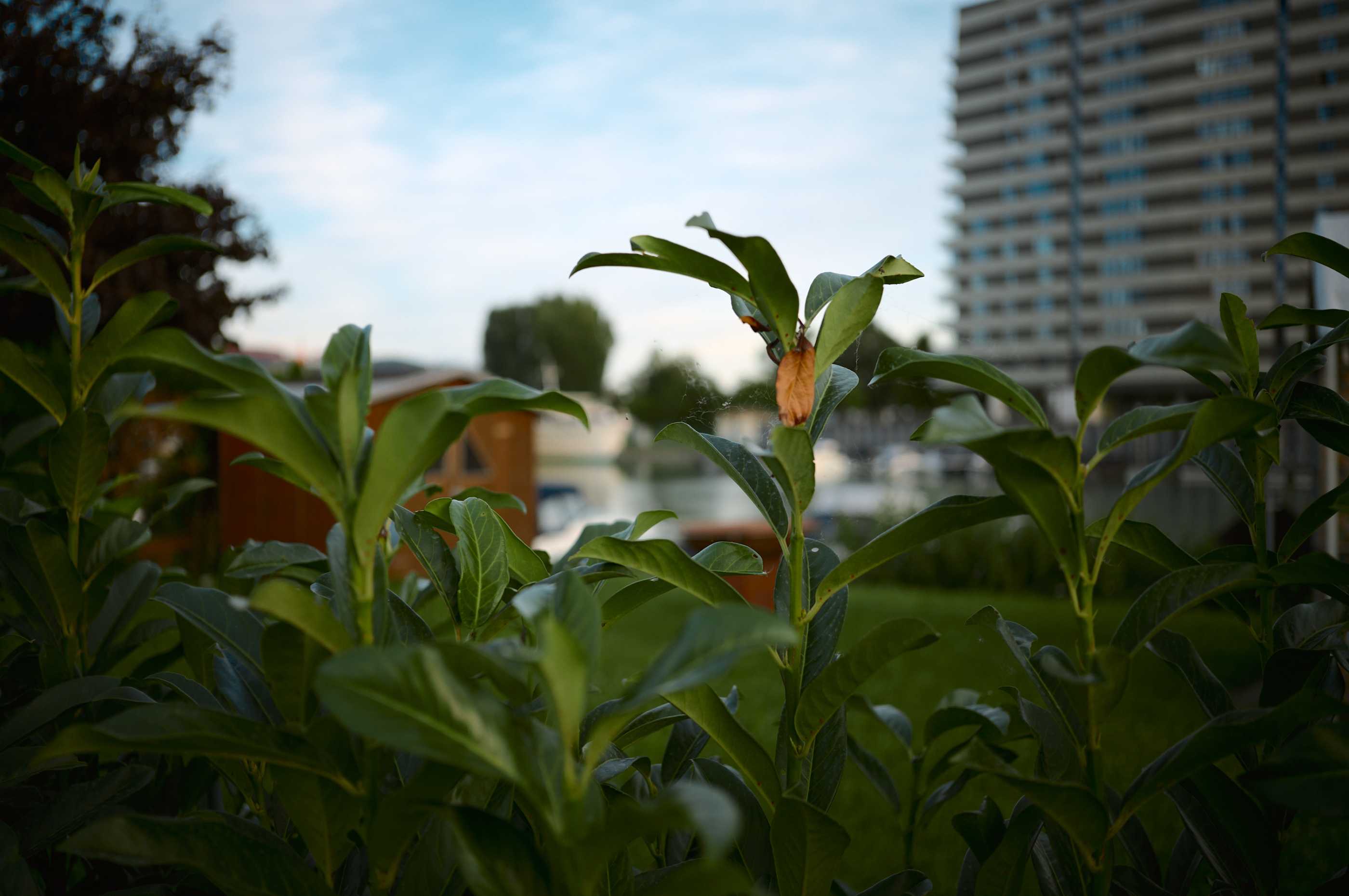 Leica Camera AG LEICA M11 P L1004637