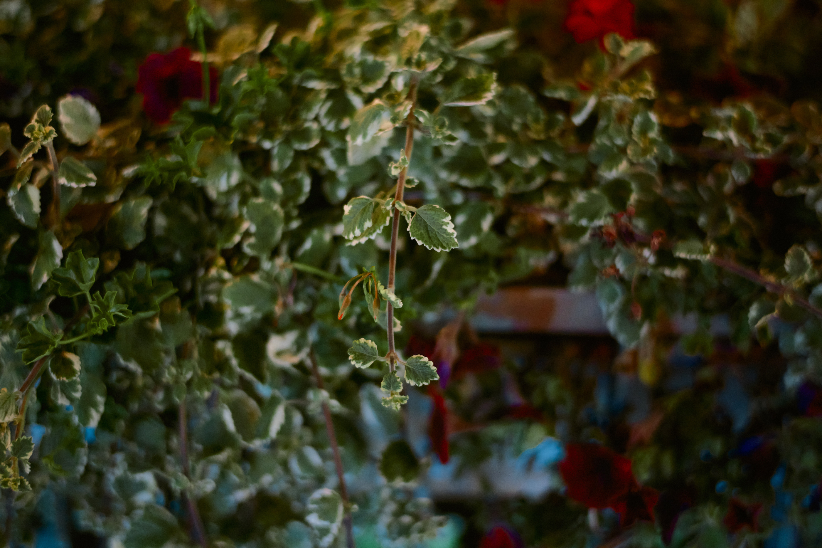 Leica Camera AG LEICA M11 D L1000789