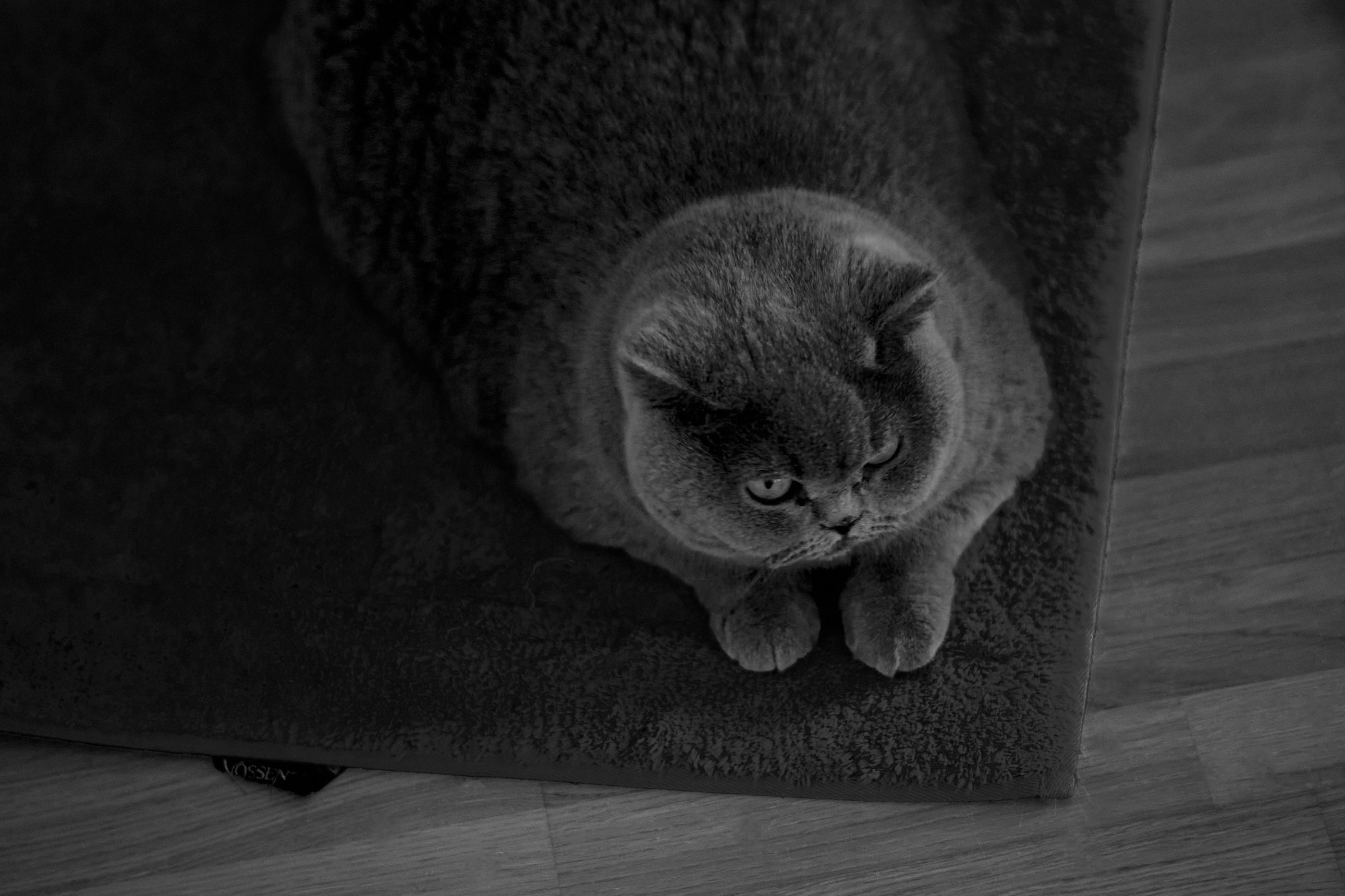 Leica Camera AG LEICA M11 D L1001009