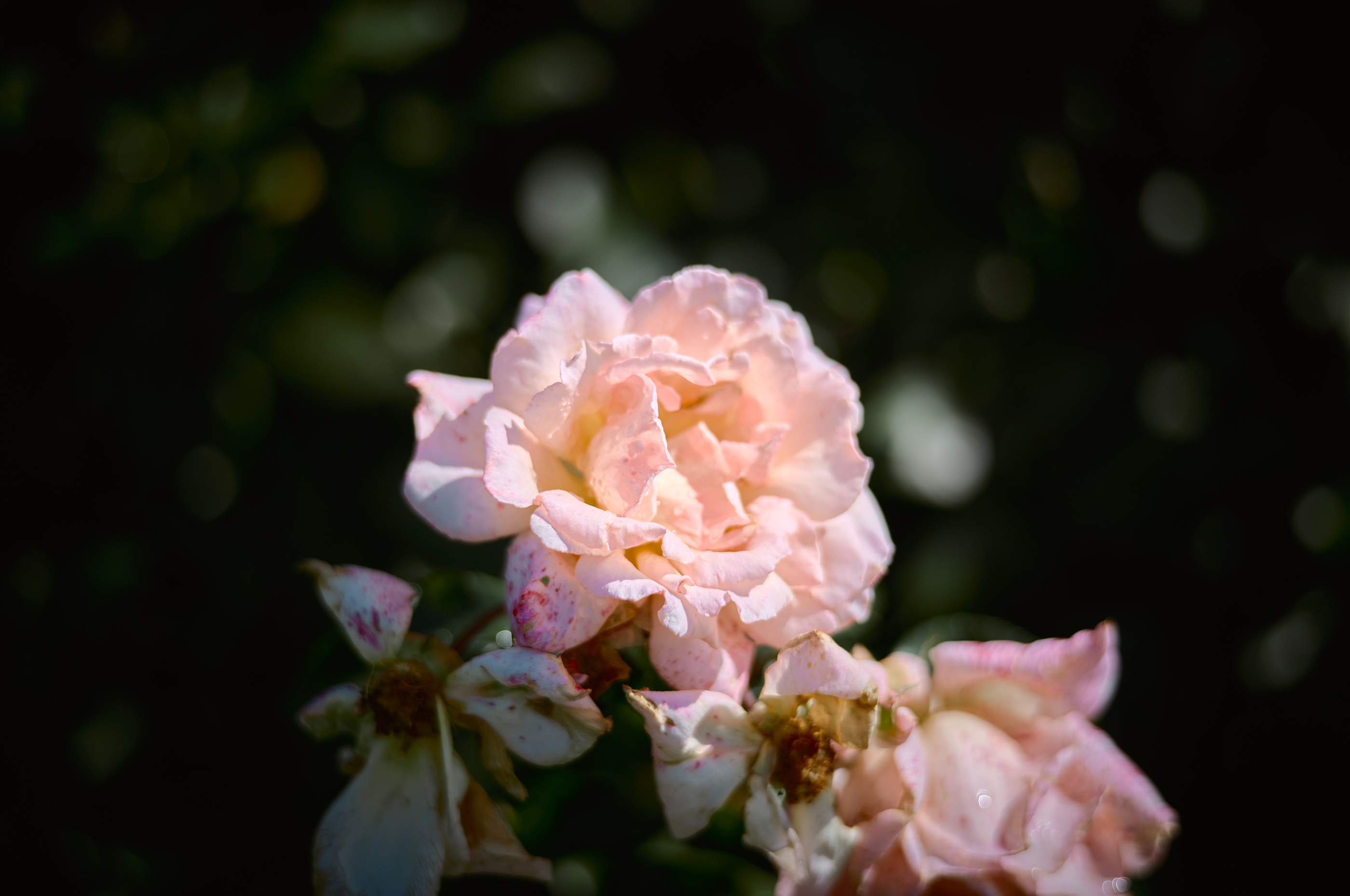 Leica Camera AG LEICA M11 D L1001018