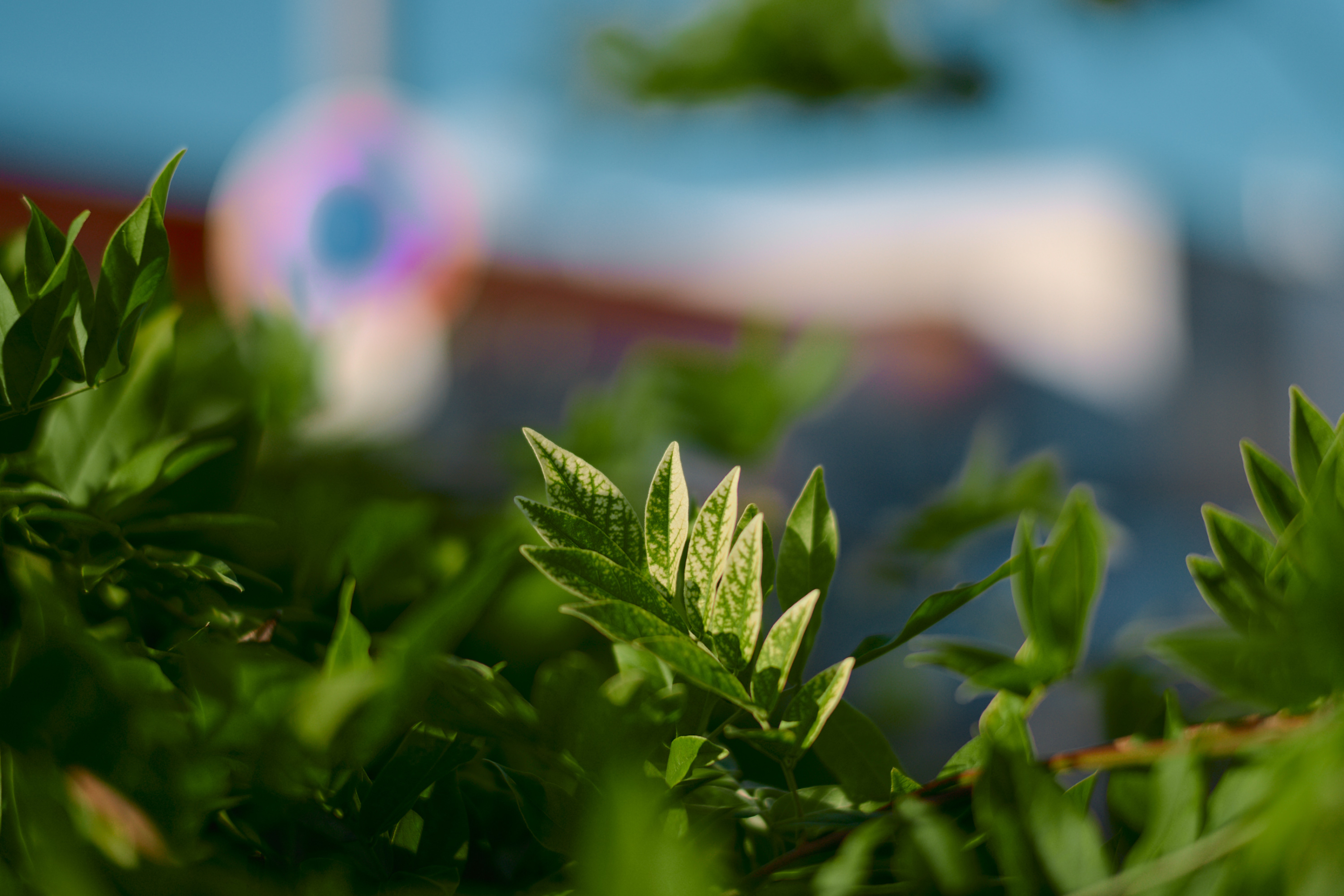 Leica Camera AG LEICA M11 P L1005103