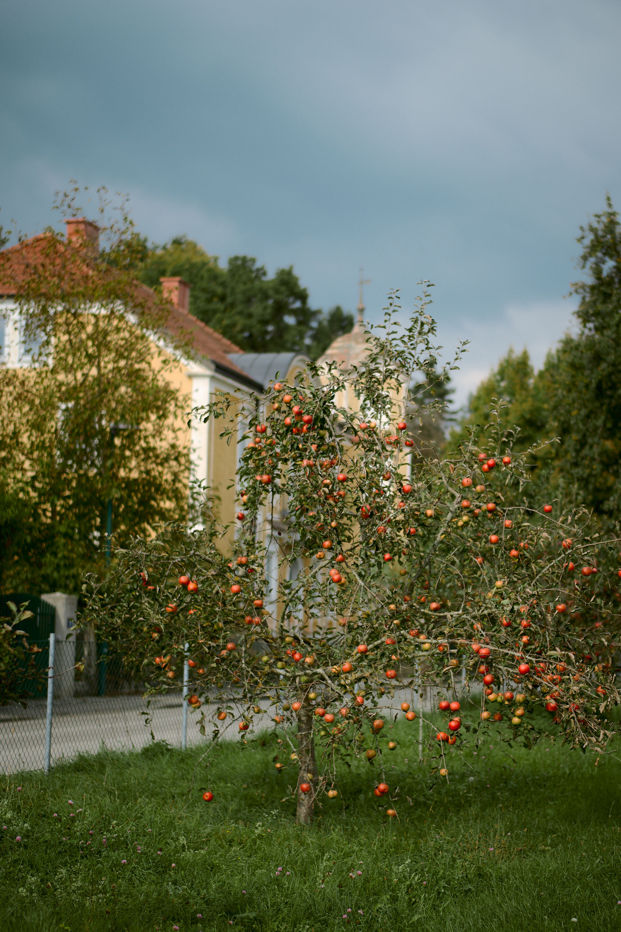 LEICA M11 P L1005253