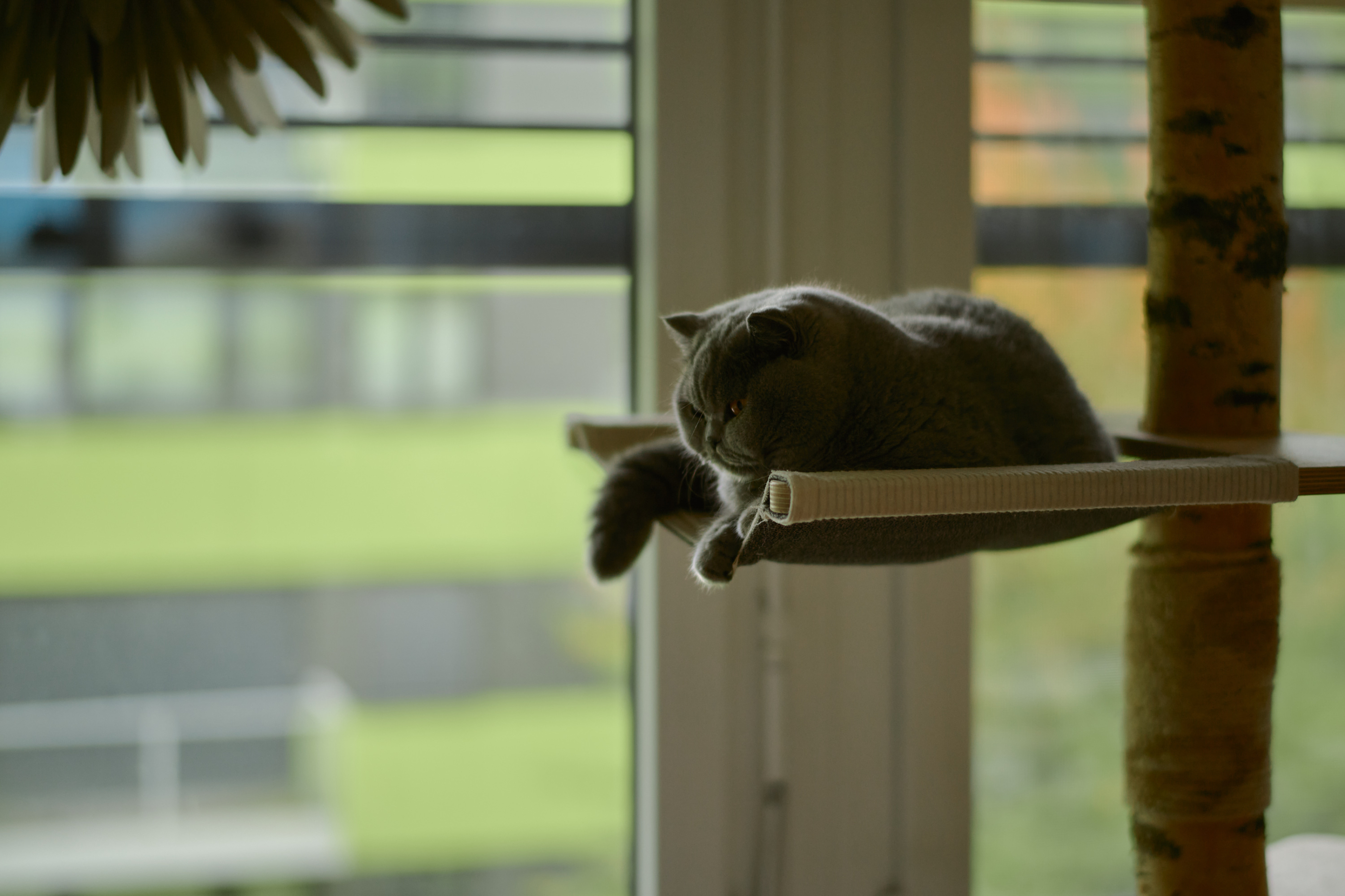 LEICA M11 D L1001976