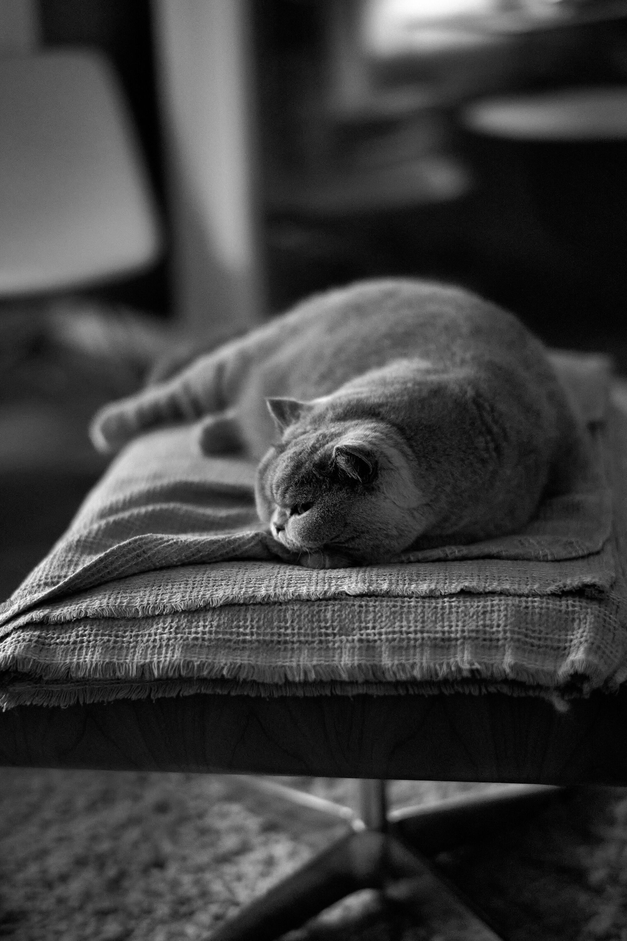 LEICA M11 D L1002023