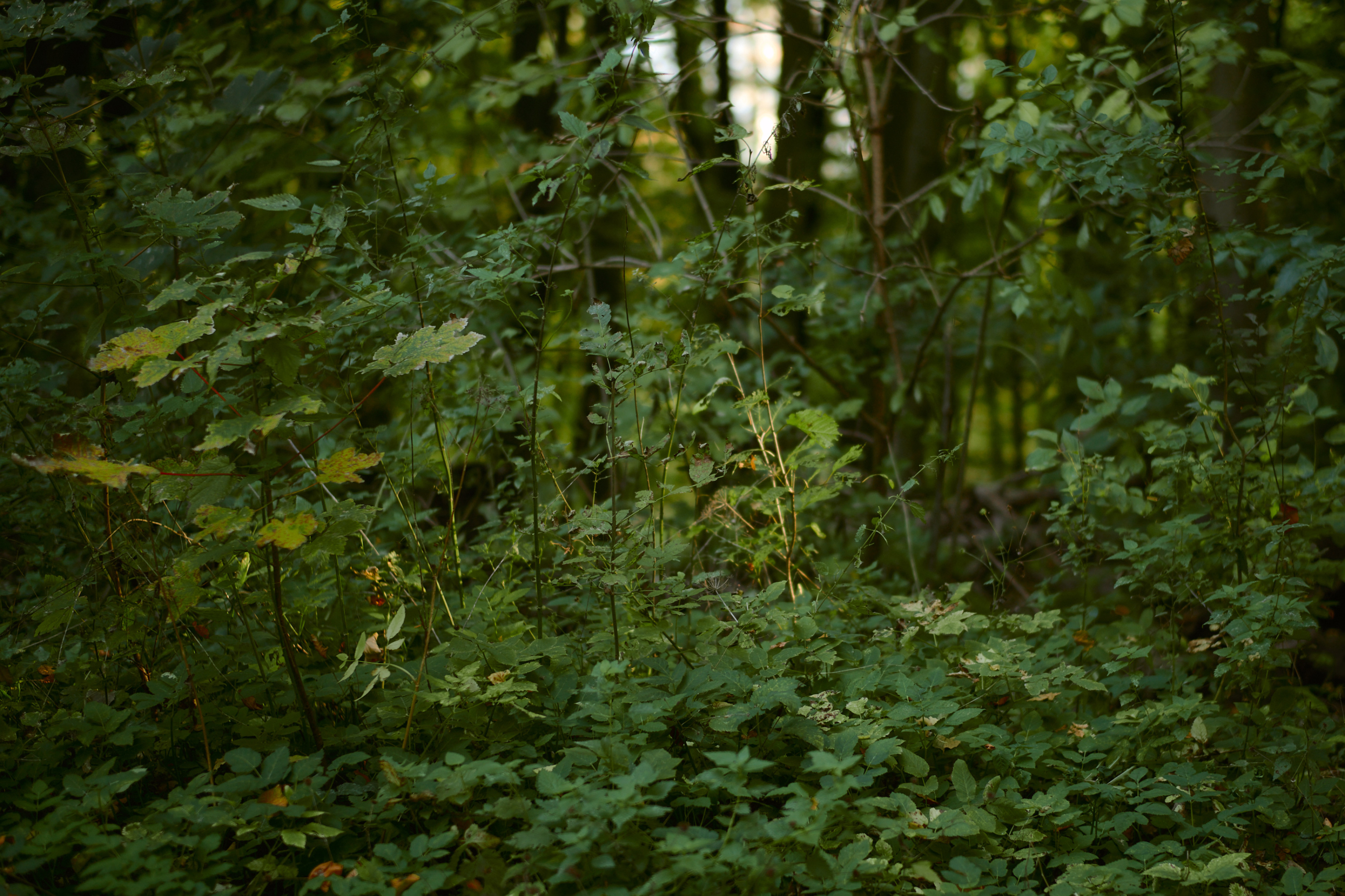 LEICA M11 D L1002029
