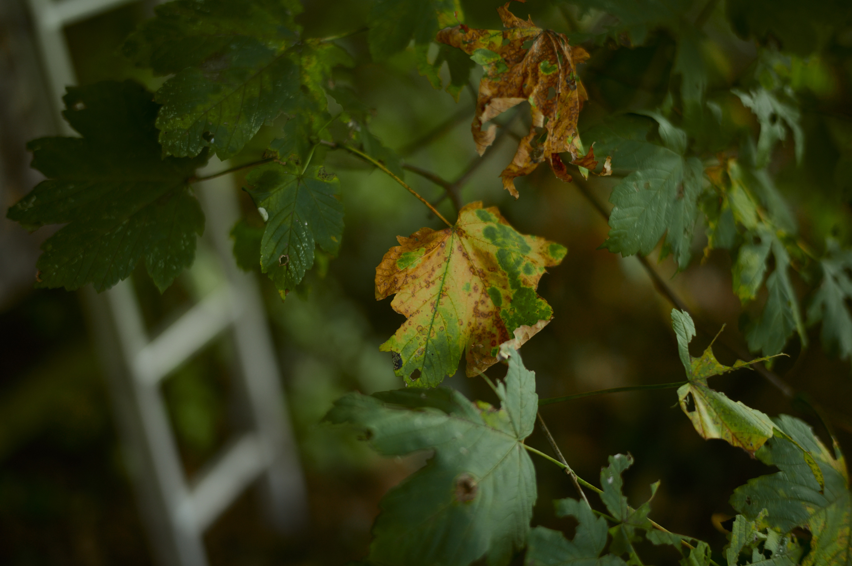 LEICA M11 D L1002035