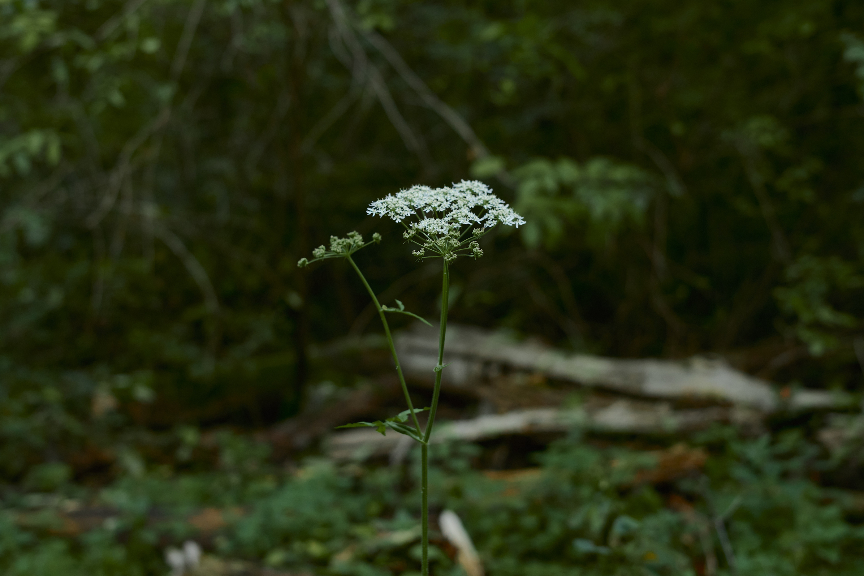 LEICA M11 D L1002044
