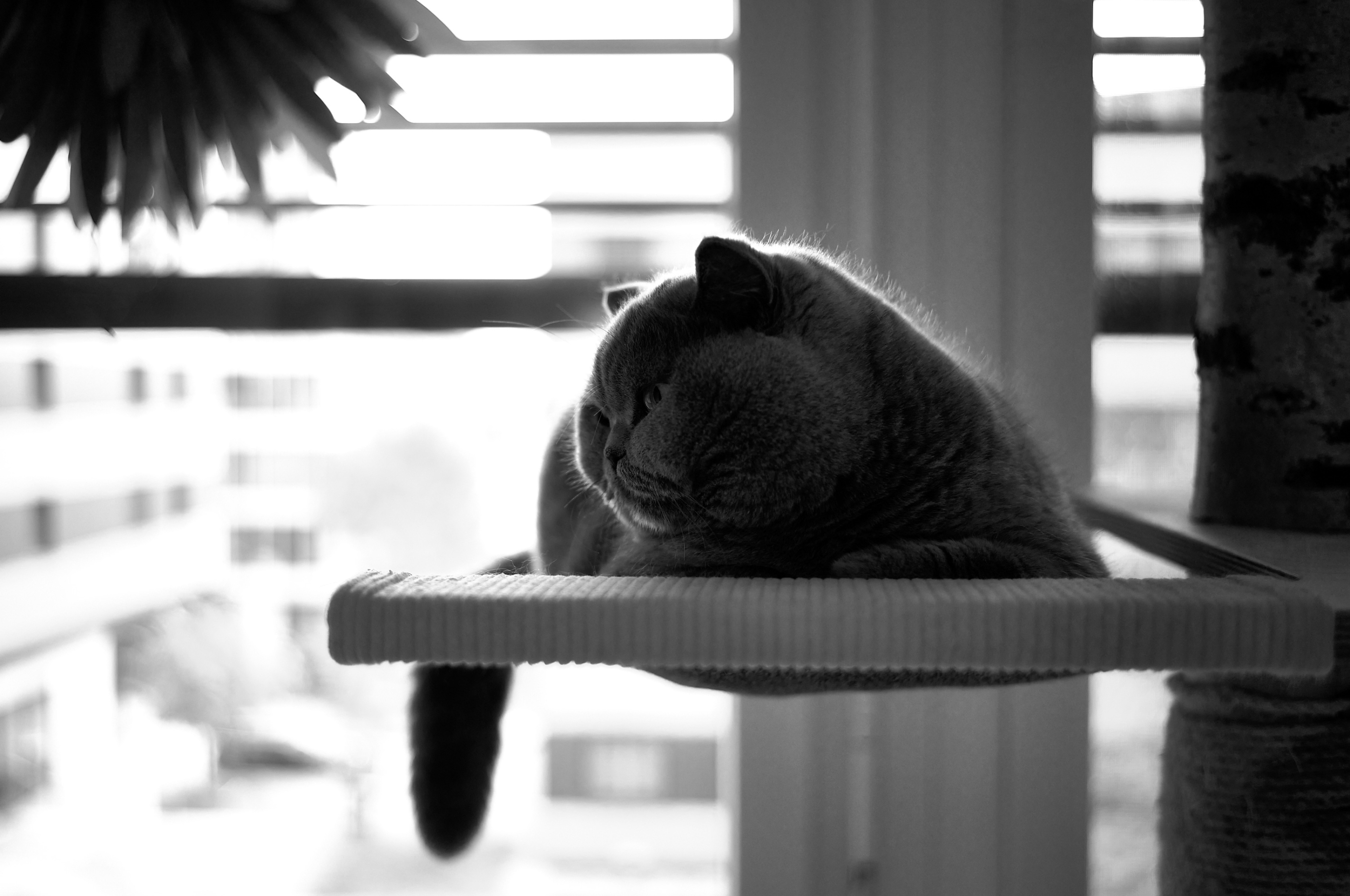 LEICA M11 P L1005304