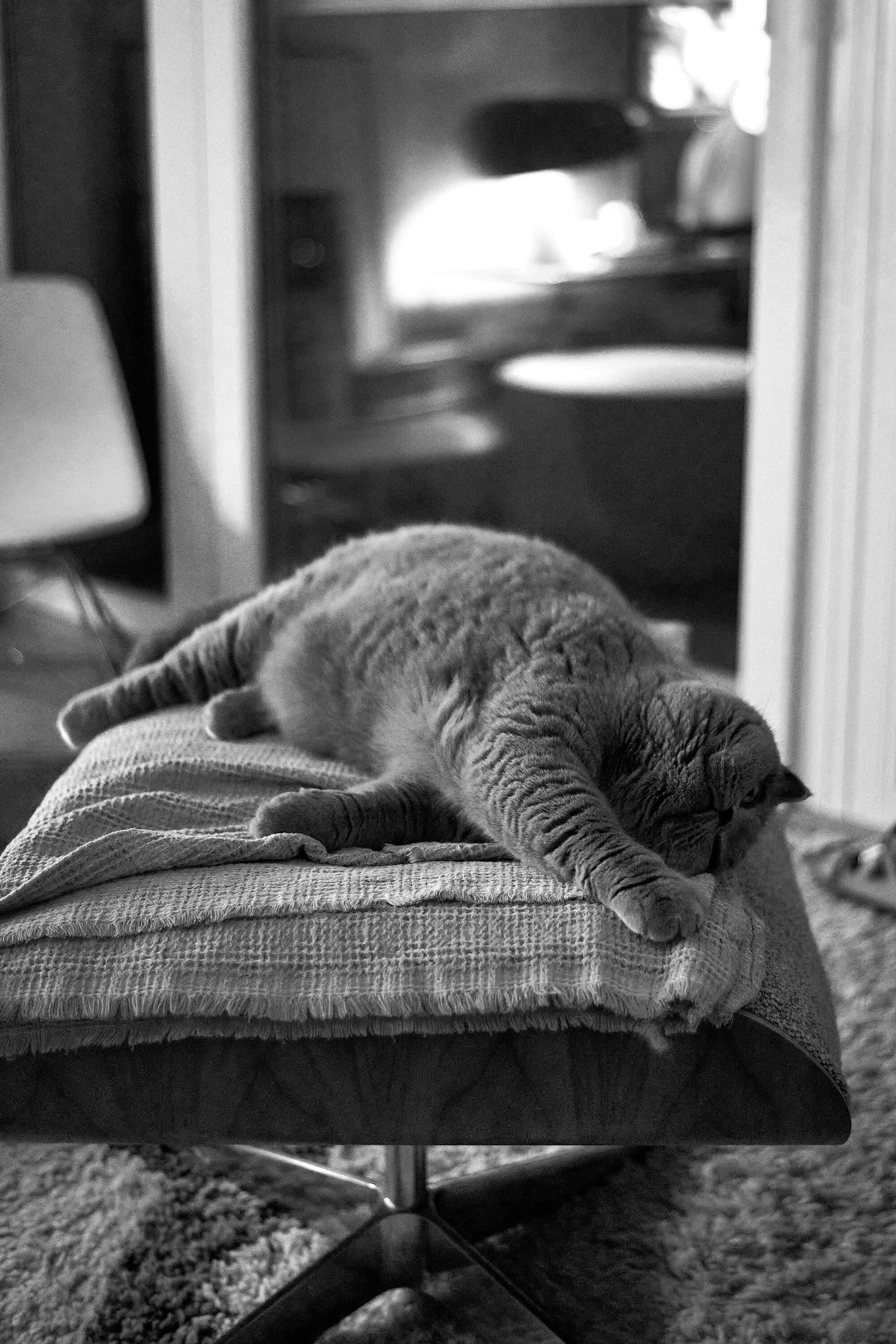 LEICA M11 P L1005316