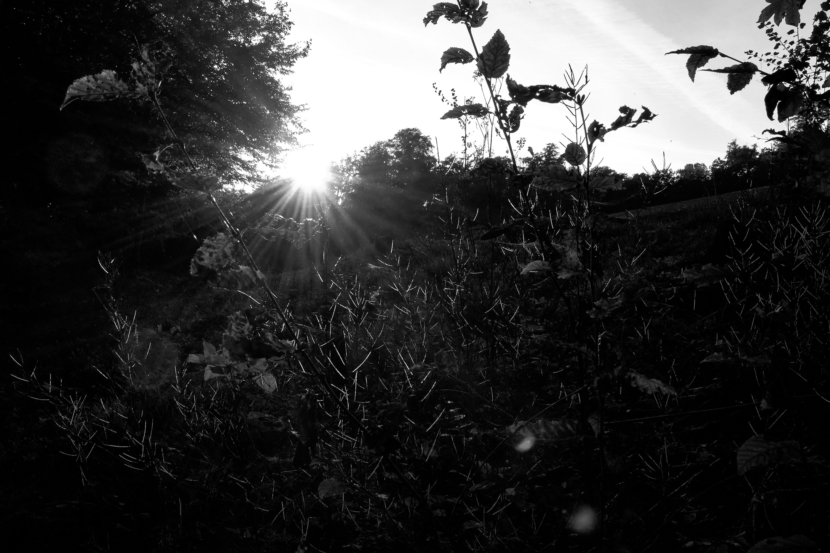LEICA M11 P L1005334