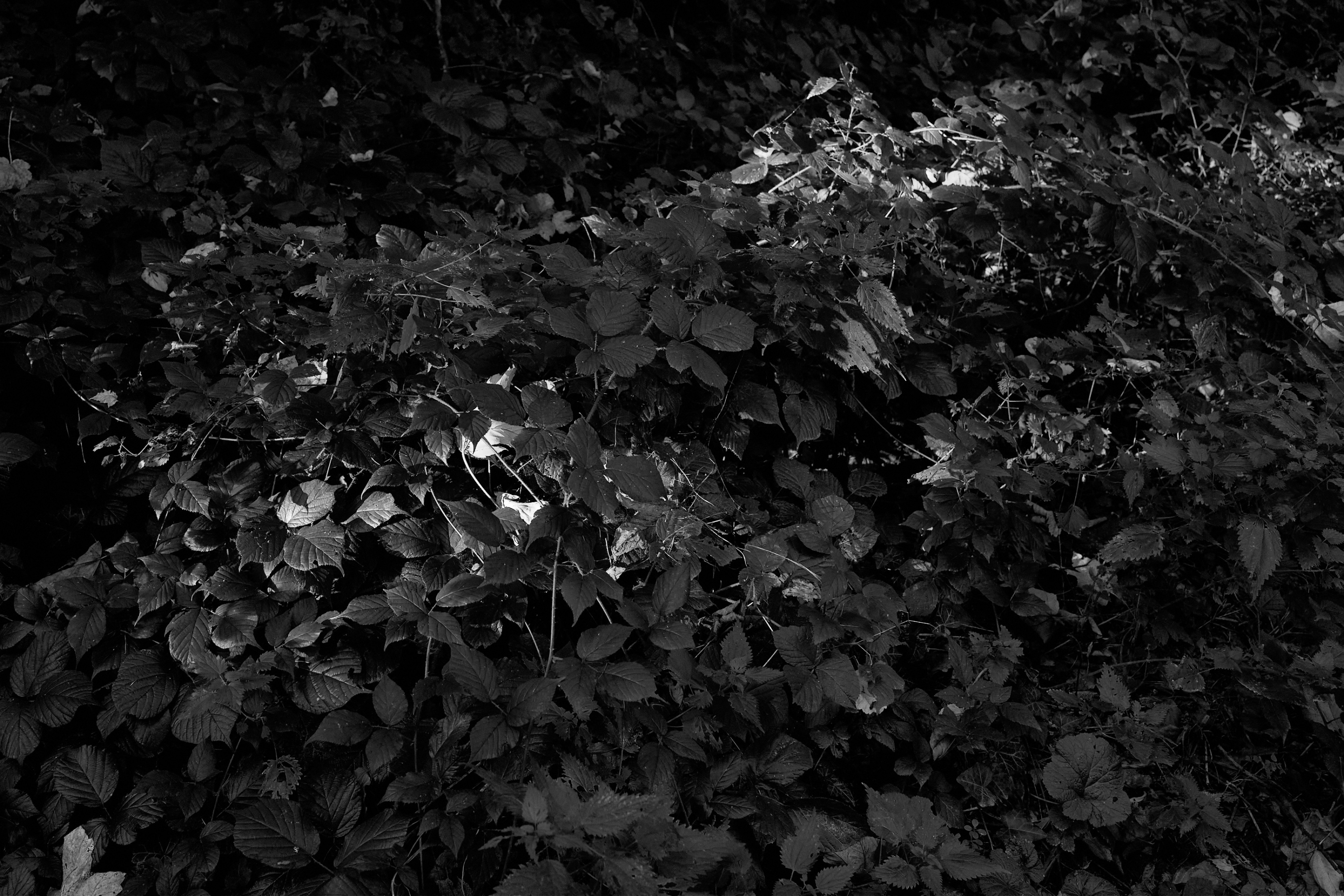 LEICA M11 P L1005341