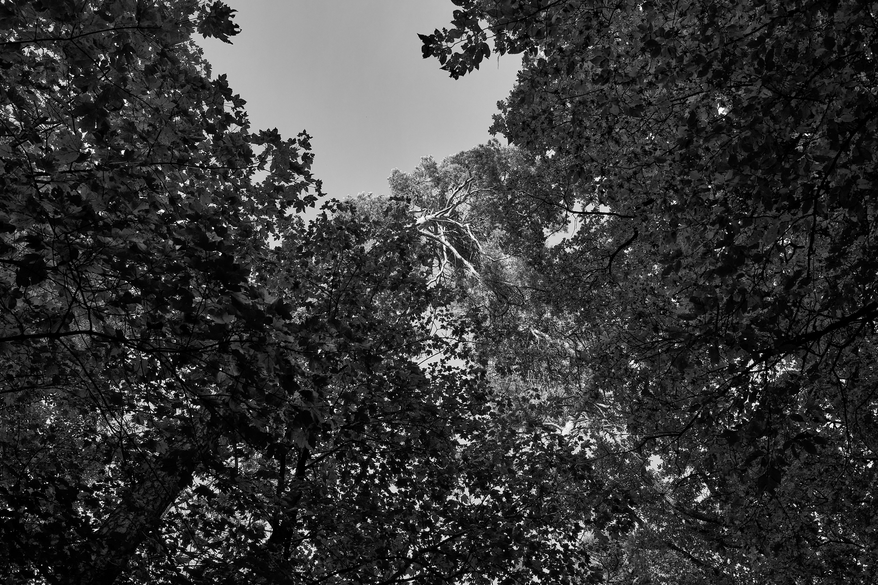 LEICA M11 P L1005342