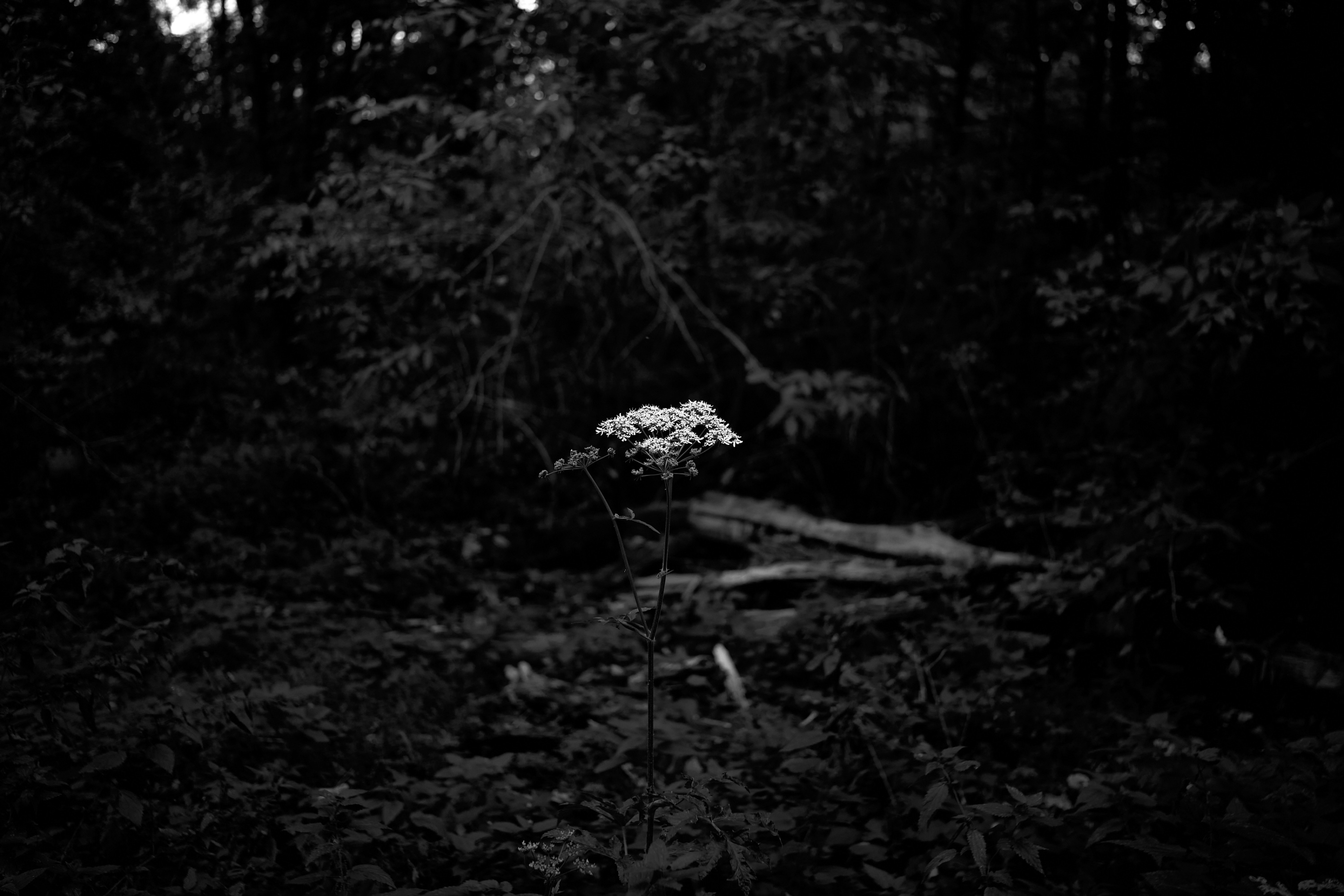 LEICA M11 P L1005344