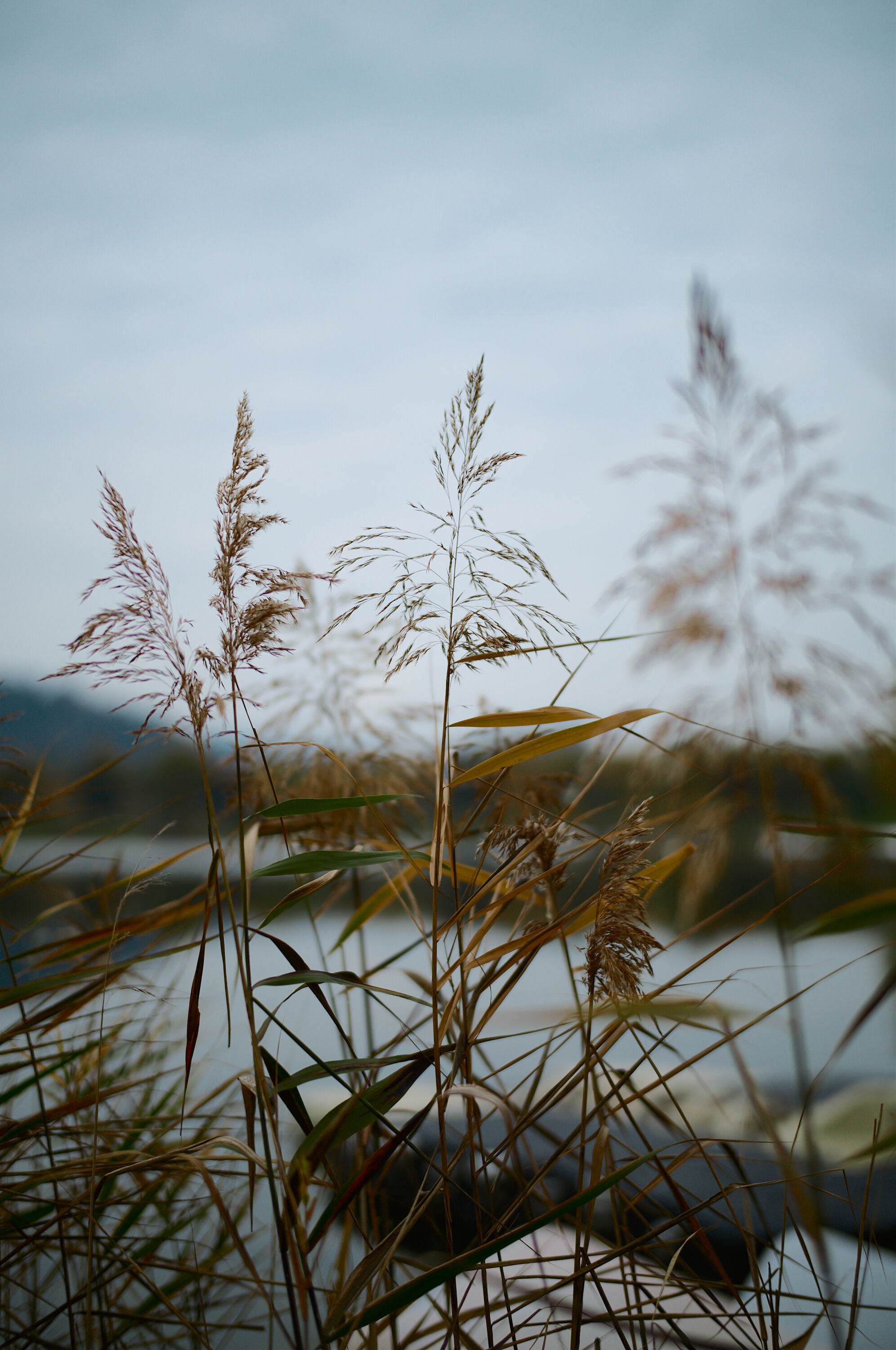 LEICA M11 P L1005364
