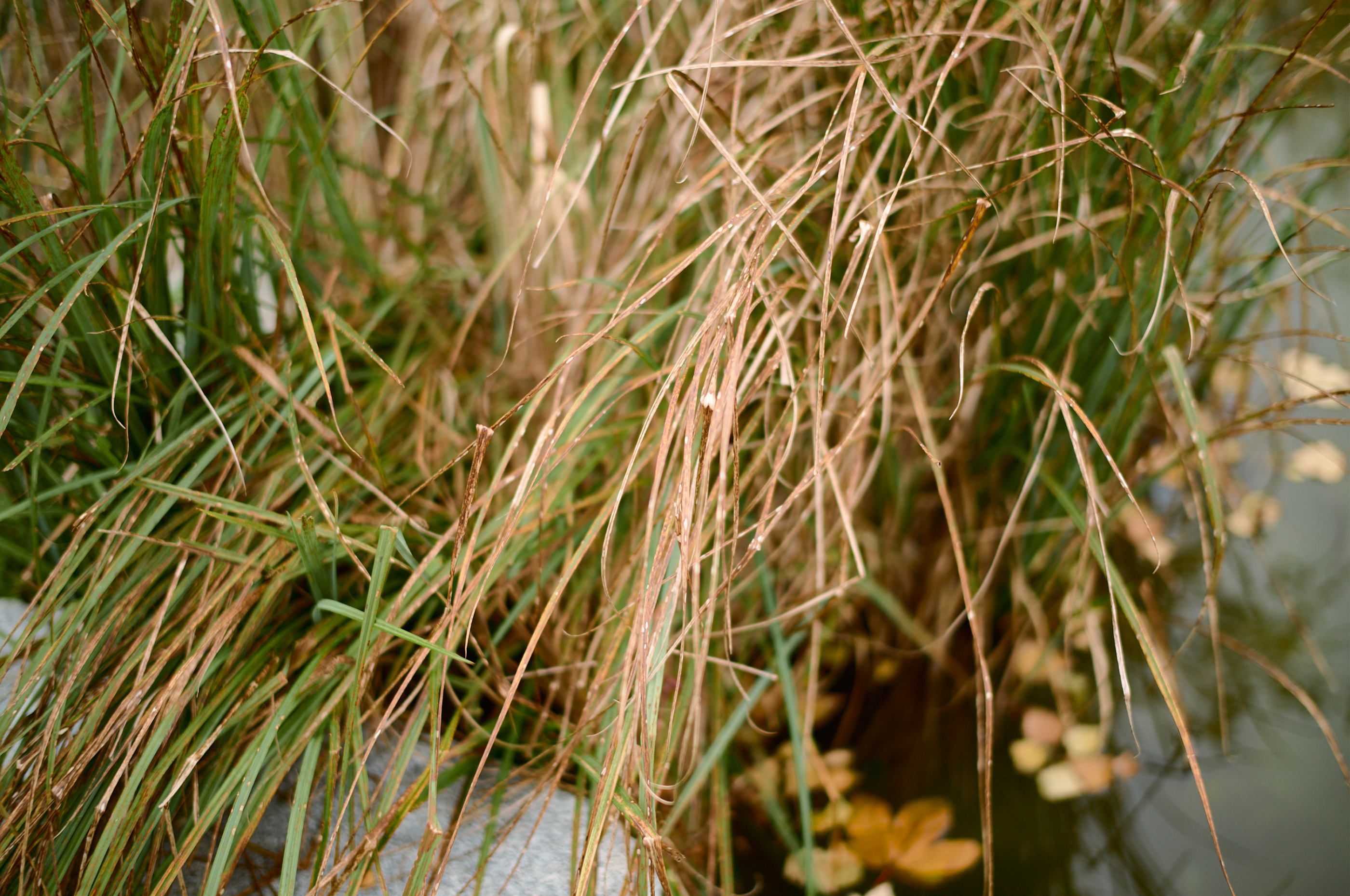 LEICA M11 P L1005369