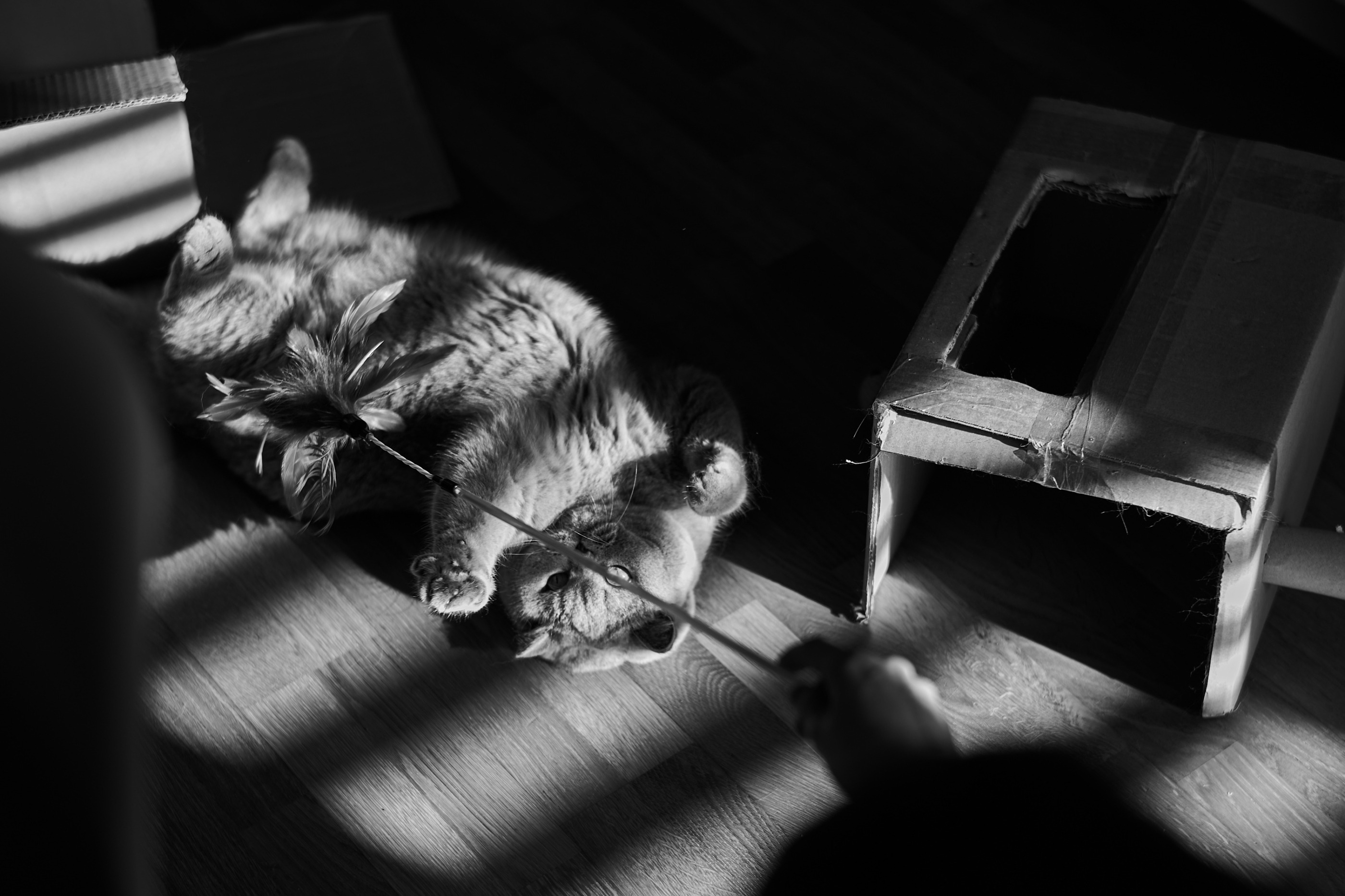 LEICA M11 Monochrom L1002124