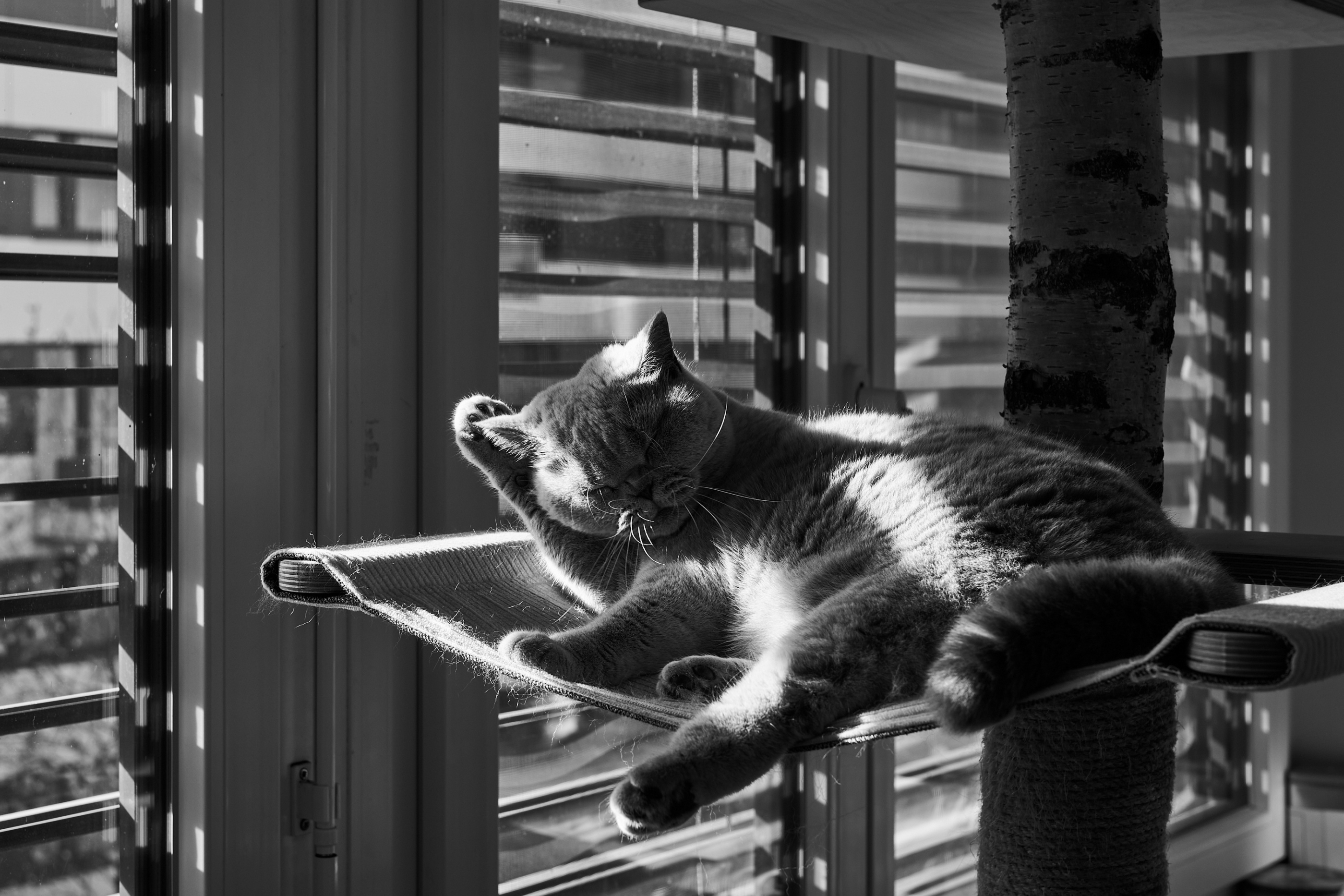 LEICA M11 Monochrom L1002128