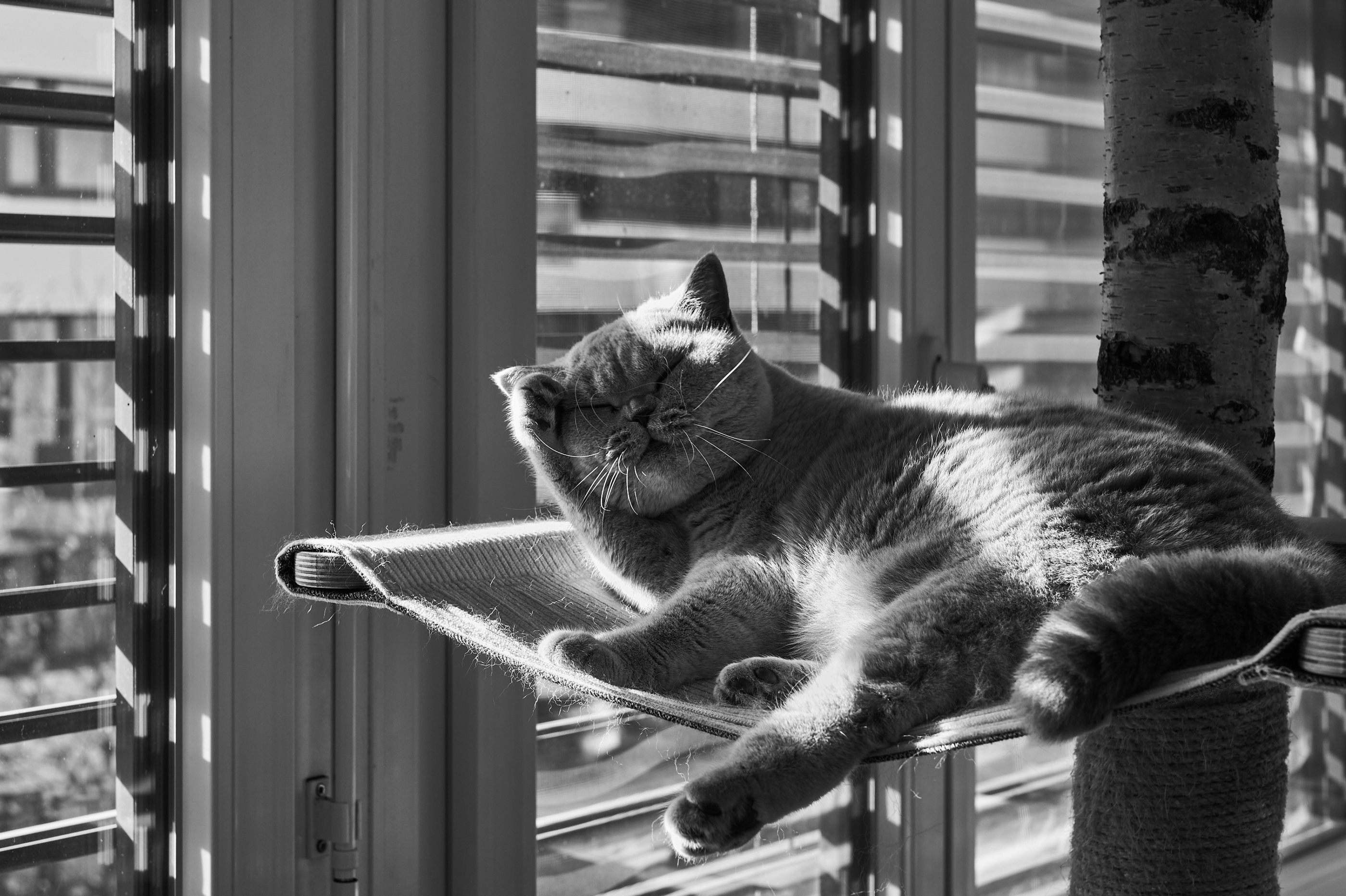 LEICA M11 Monochrom L1002129