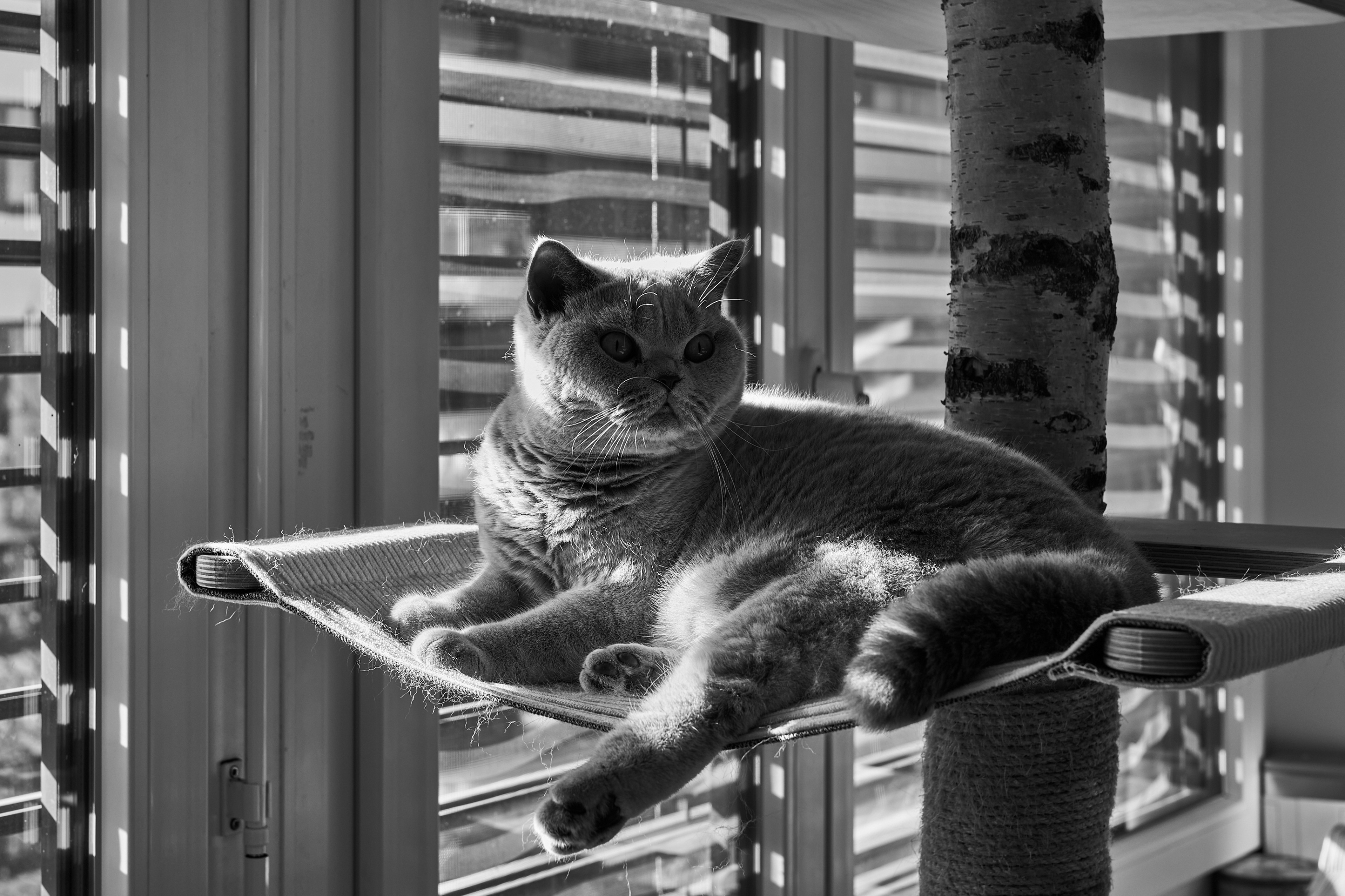 LEICA M11 Monochrom L1002130
