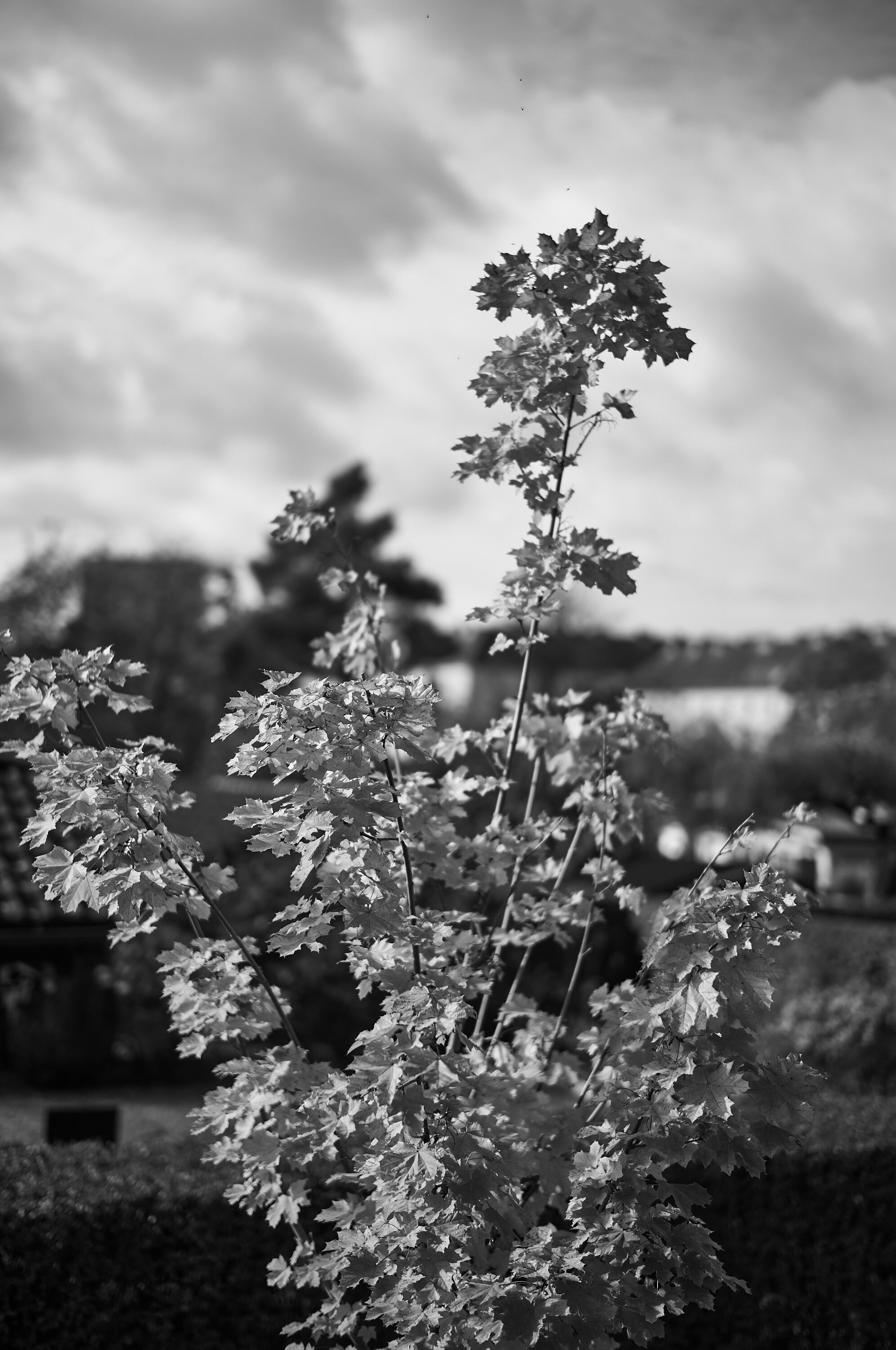 LEICA M11 Monochrom L1002232
