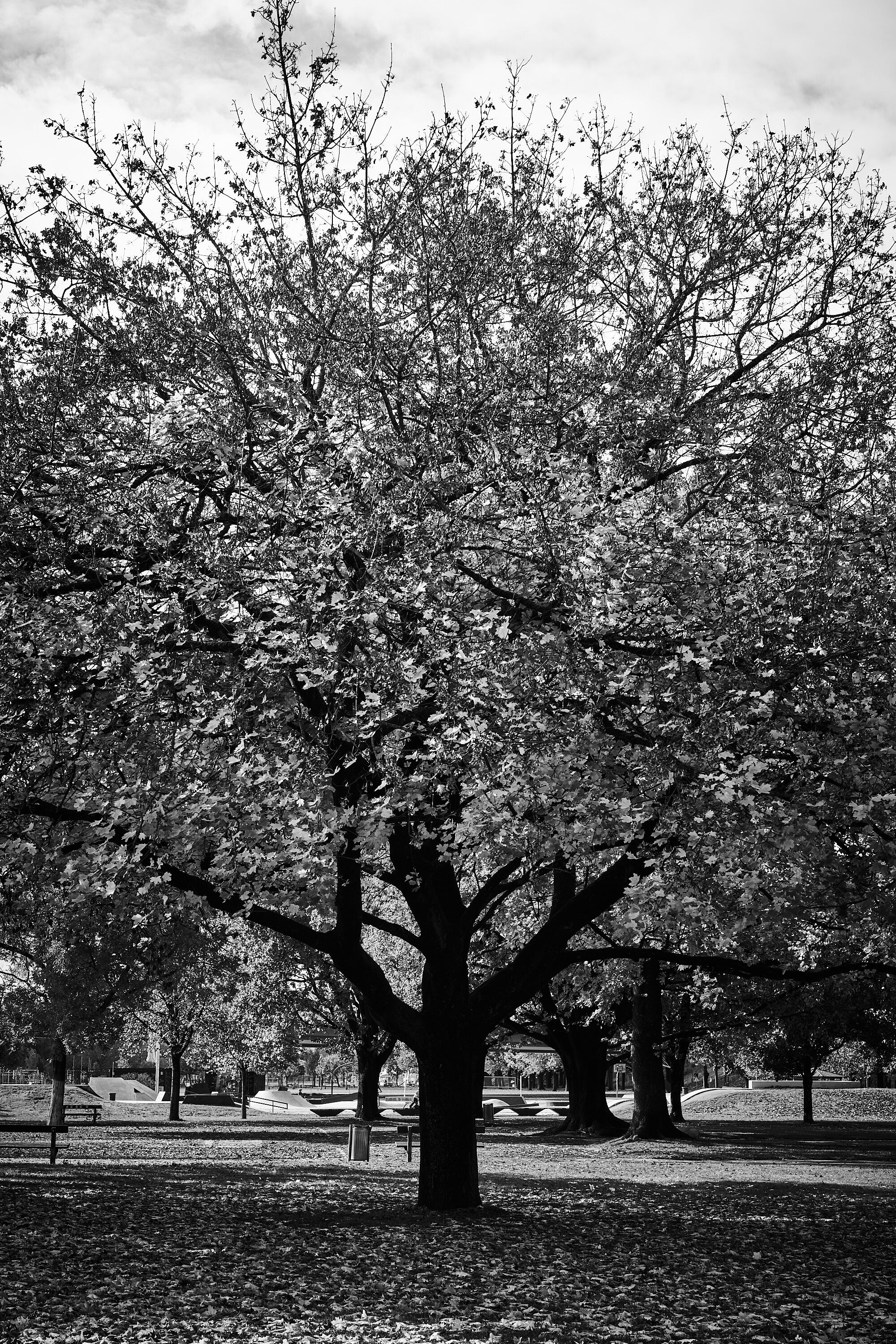 LEICA M11 Monochrom L1002250
