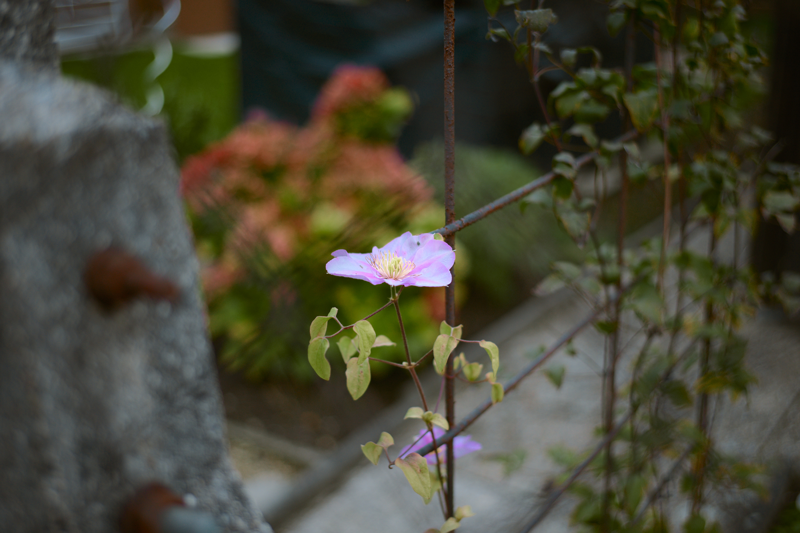 LEICA M11 P L1005644
