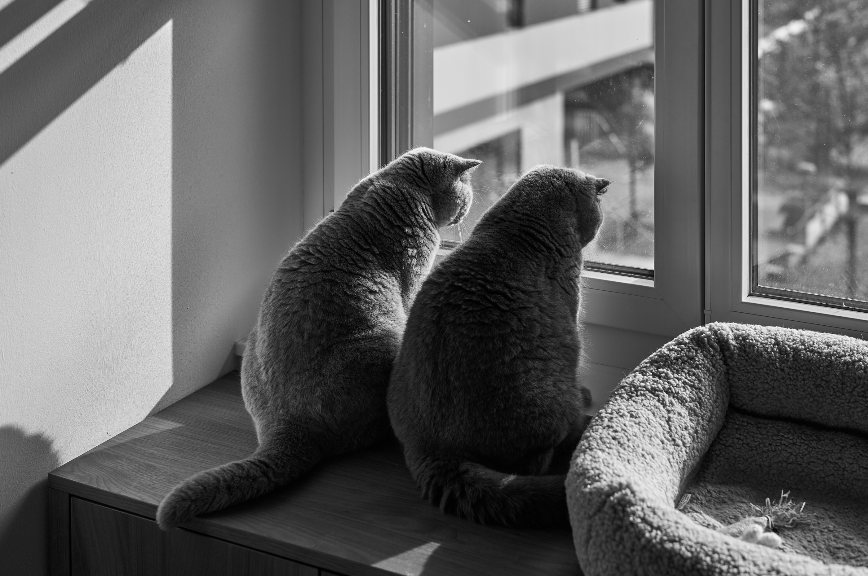 LEICA M11 Monochrom L1002515