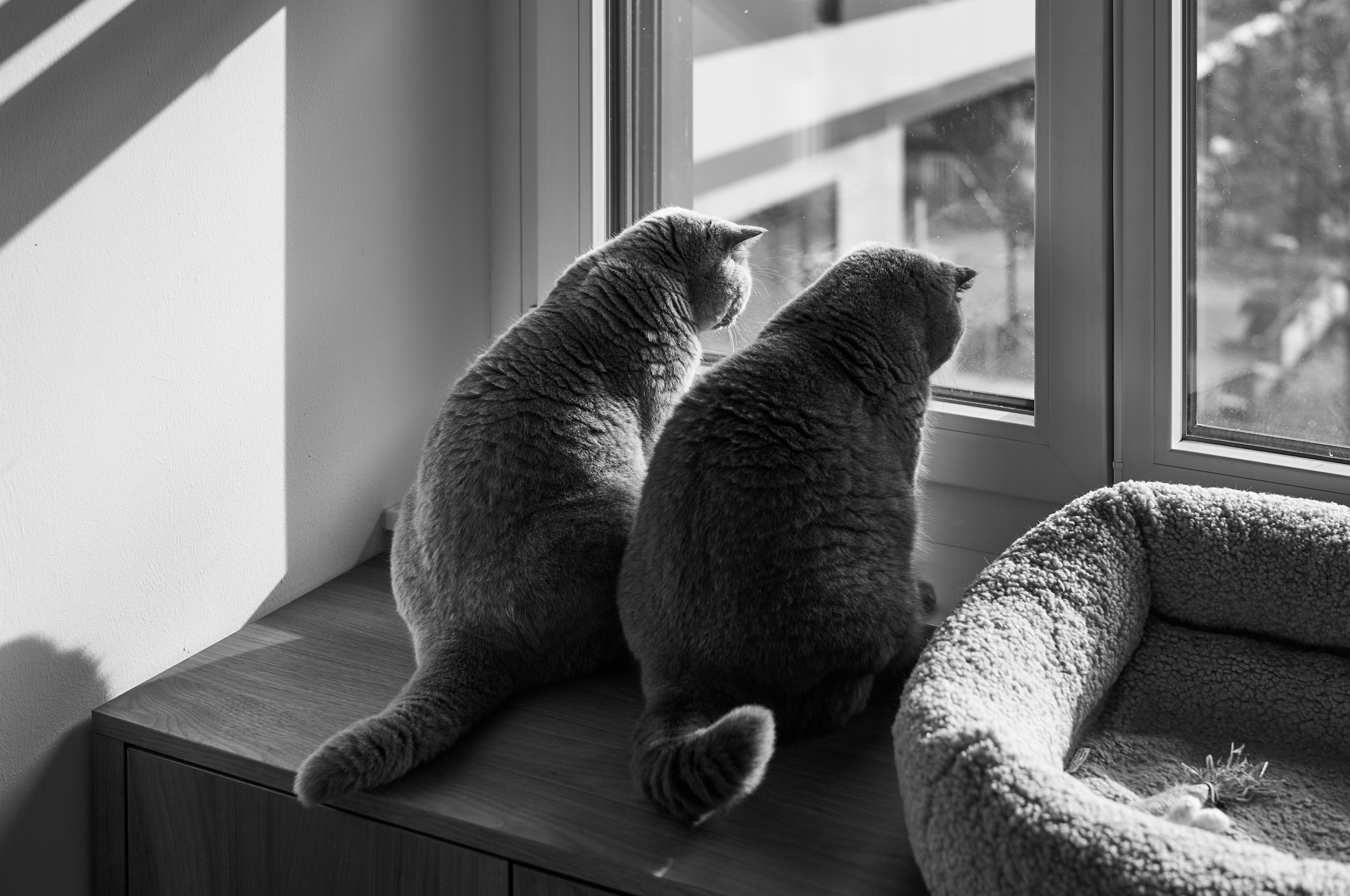 LEICA M11 Monochrom L1002516