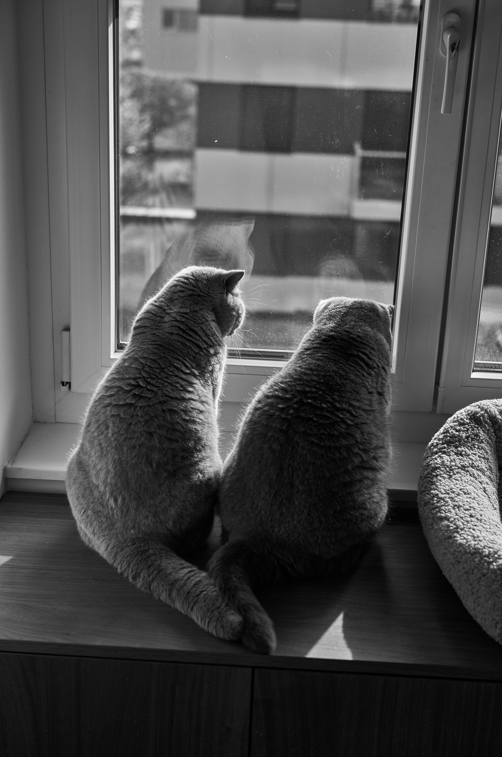 LEICA M11 Monochrom L1002517