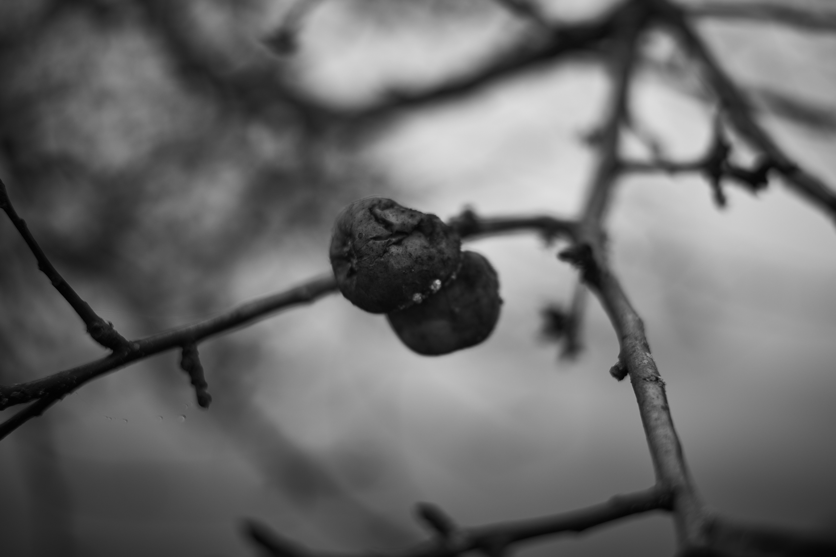 LEICA M11 Monochrom L1002586