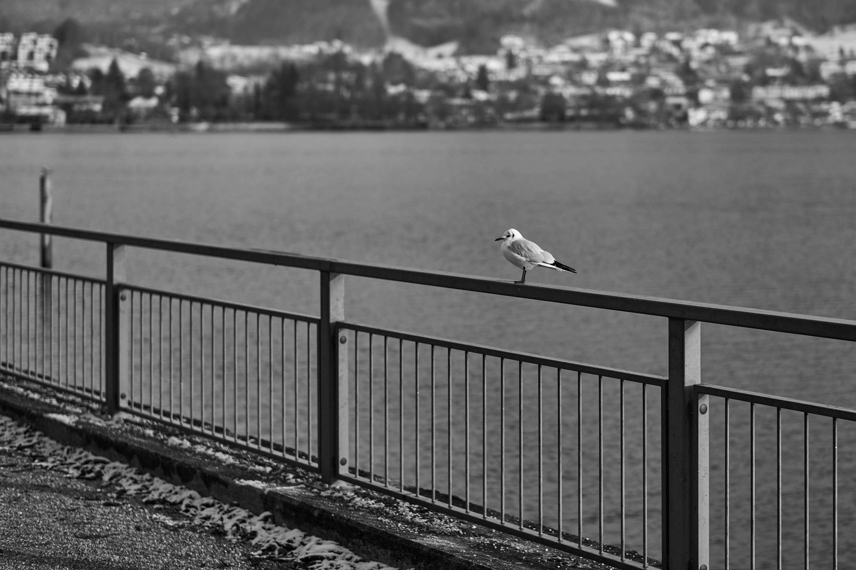 LEICA M11 Monochrom L1002701