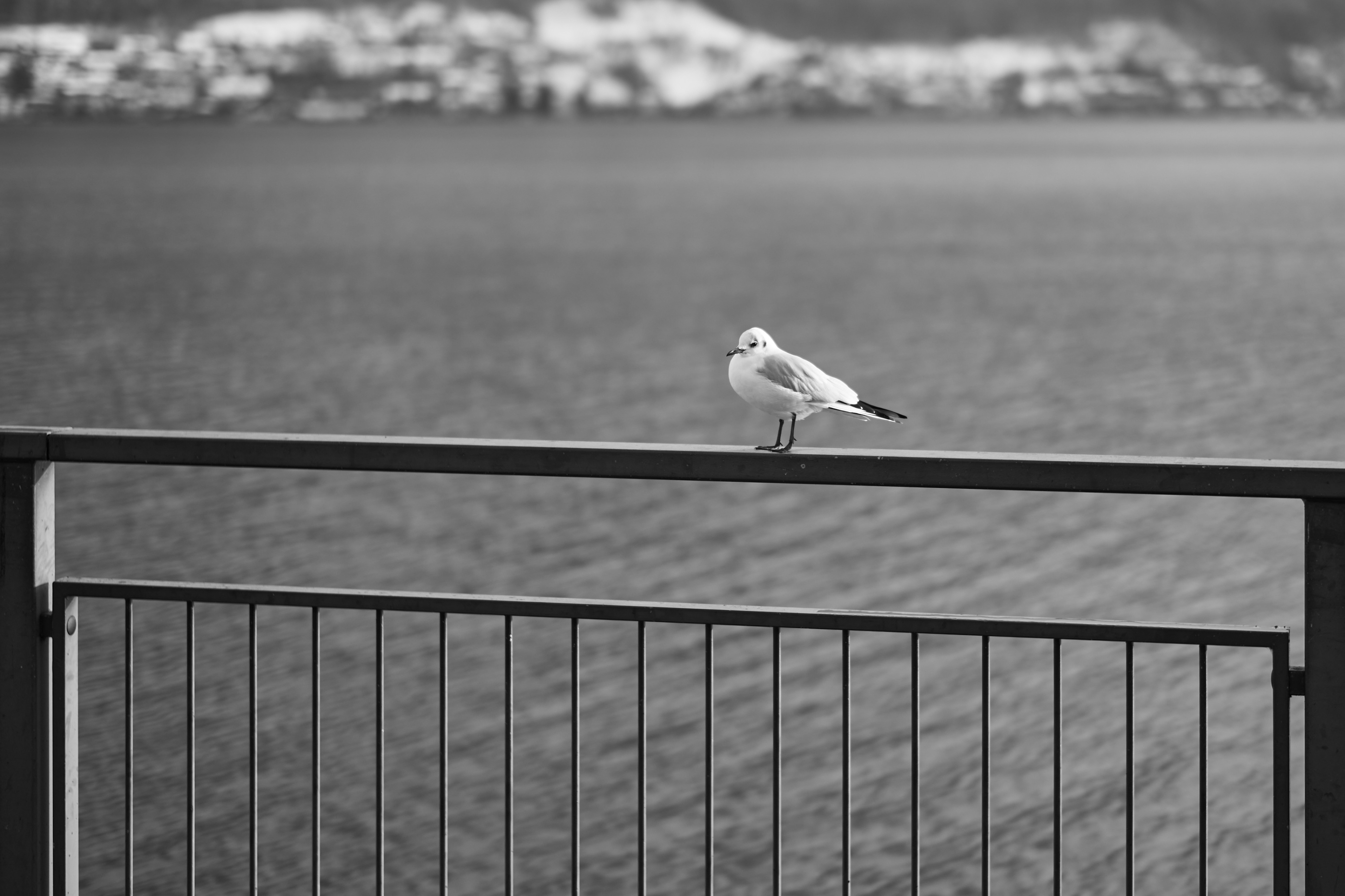 LEICA M11 Monochrom L1002703