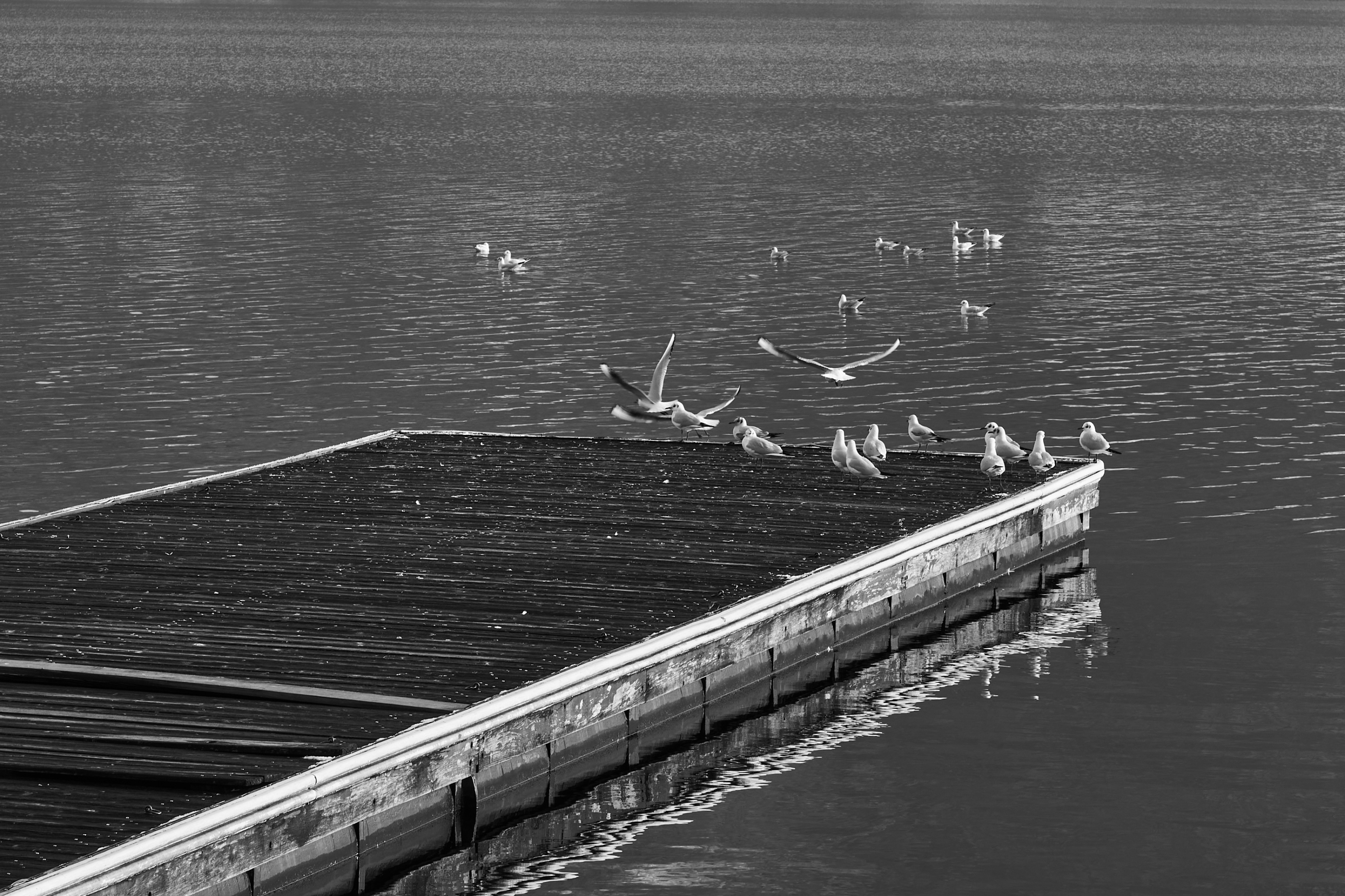 LEICA M11 Monochrom L1002709